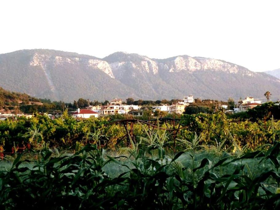 Photo 40