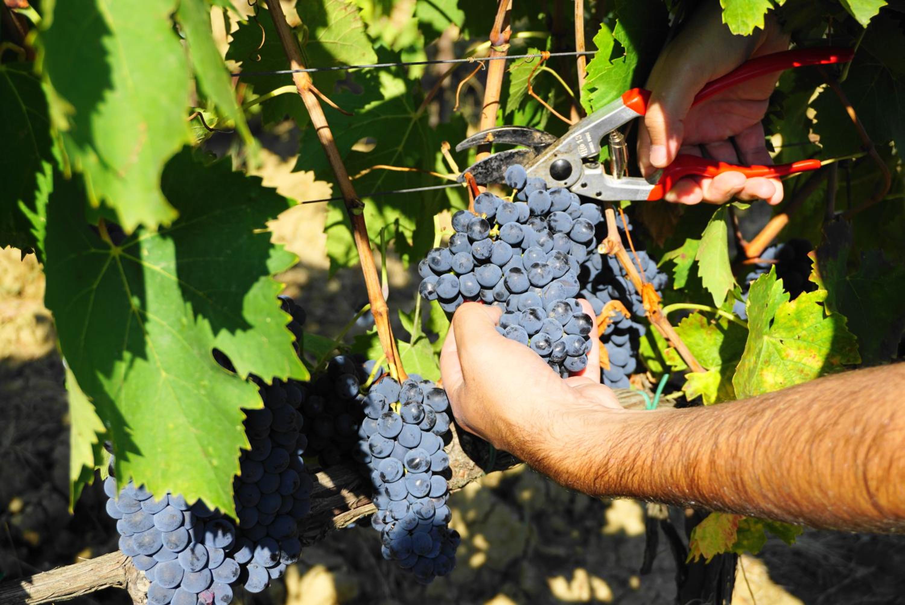 Fattoria Lornano Winery