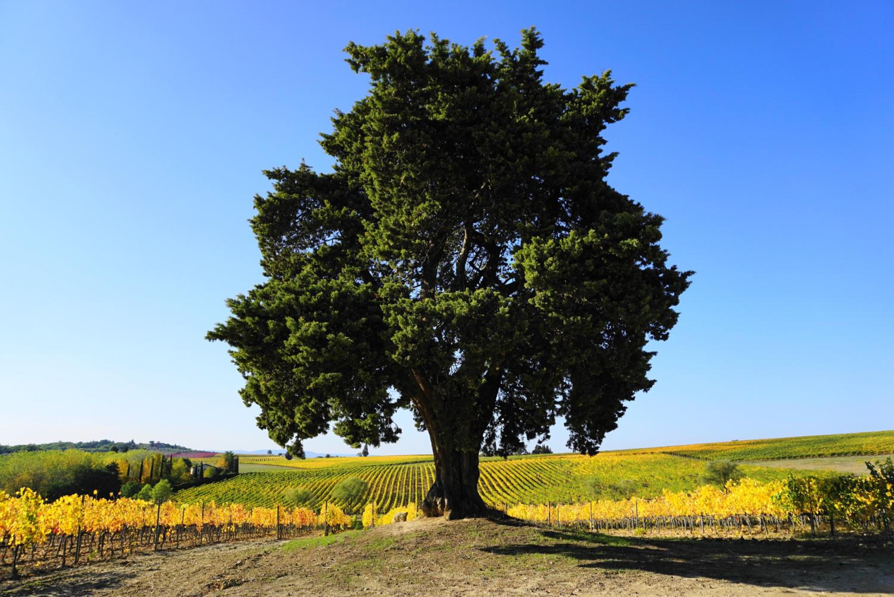 Fattoria Lornano Winery