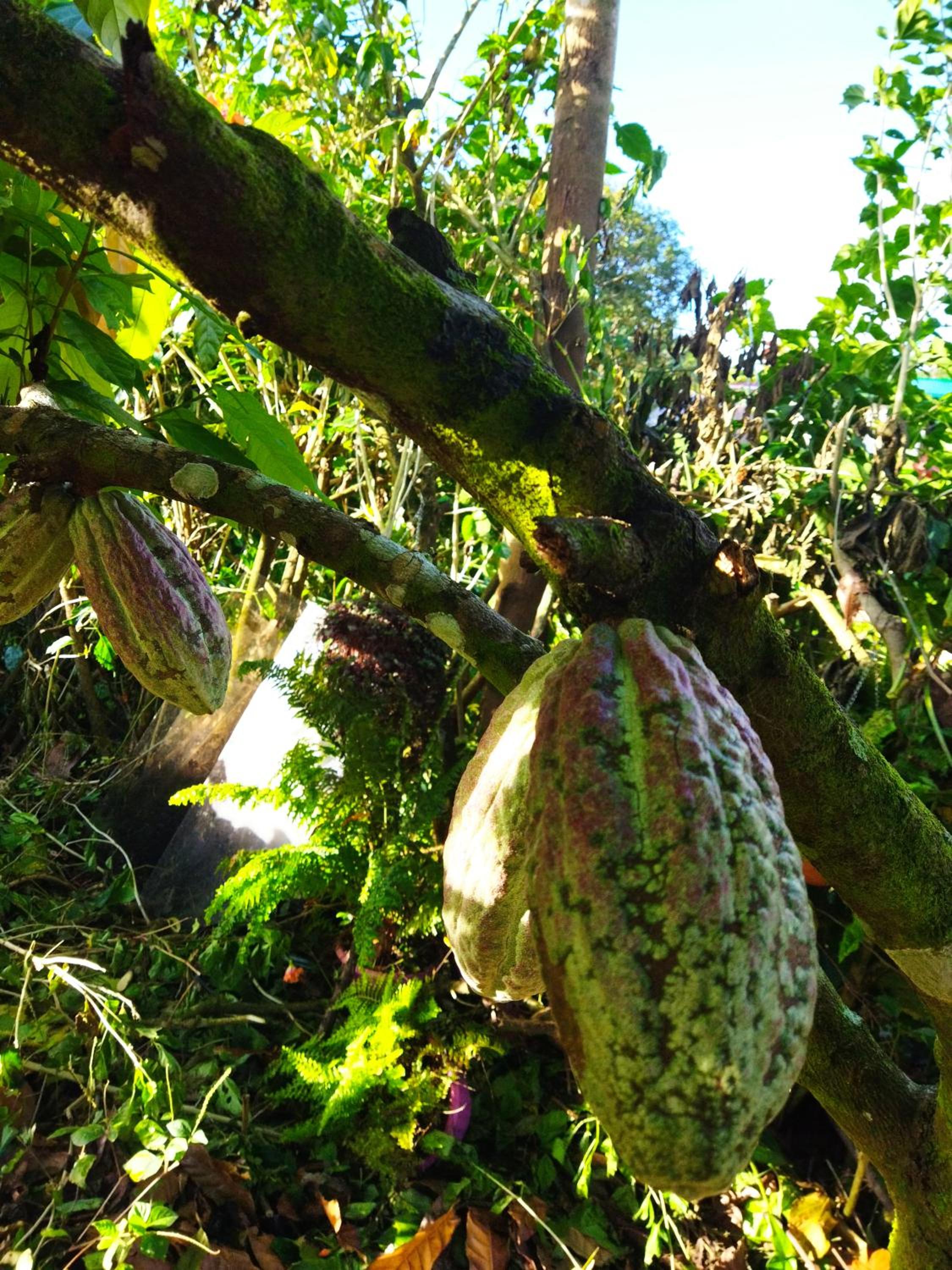 Bijagua paradise Río Celeste