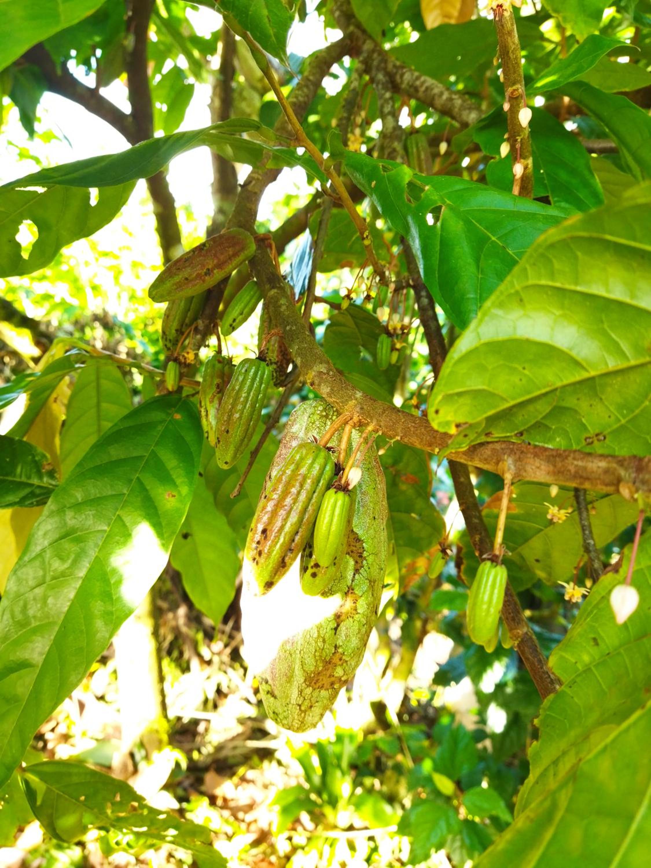 Bijagua paradise Río Celeste