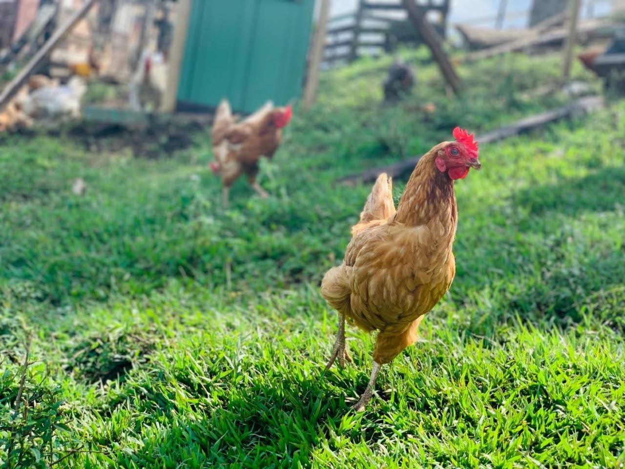 Finca Naya