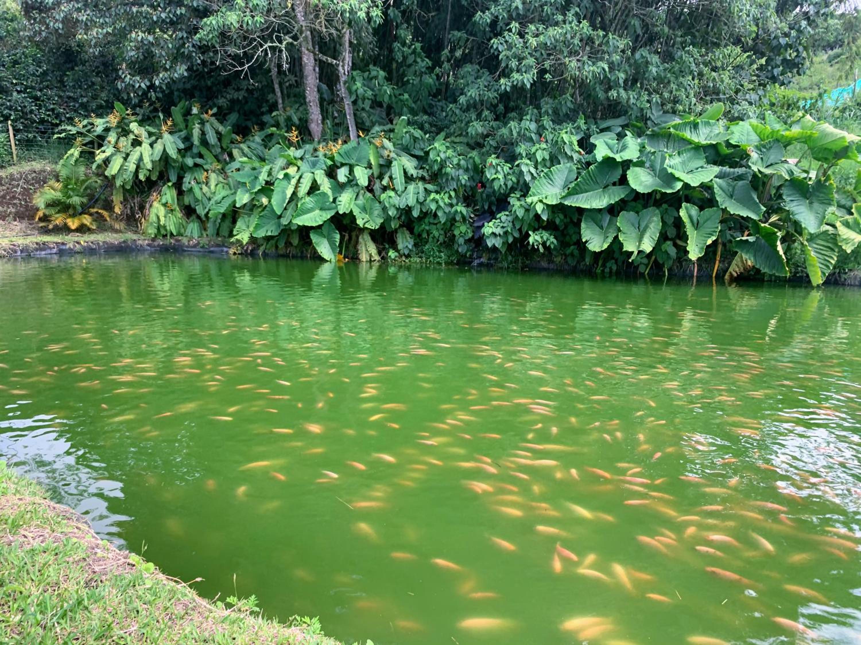 Finca Naya