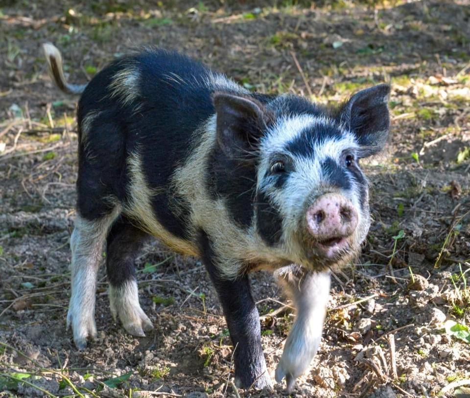 The Old Milking Parlour Flyingpiglets