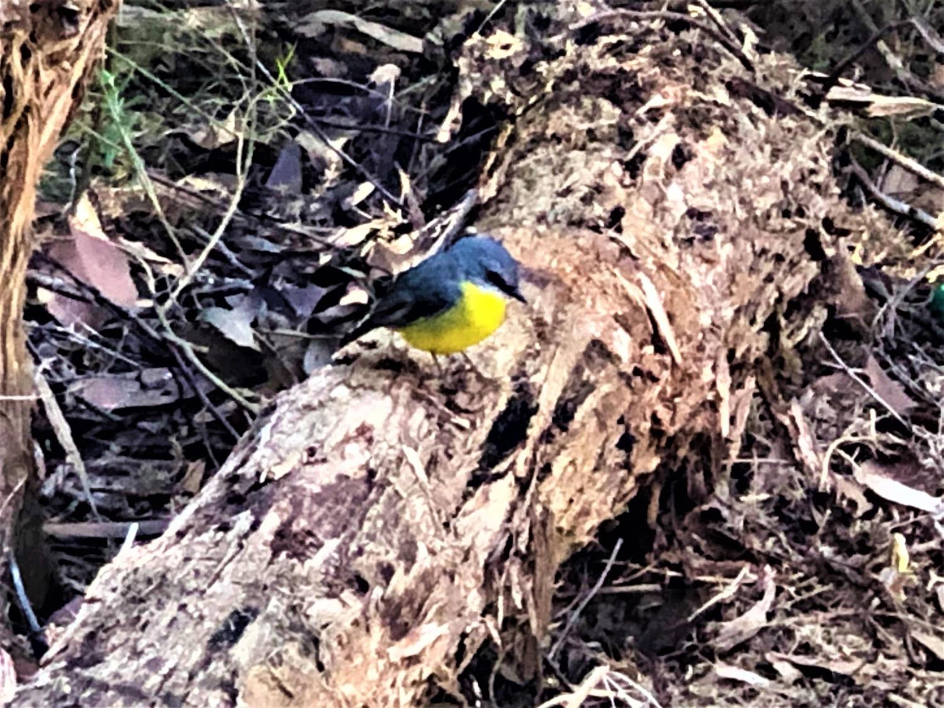Countryside Retreat romantic tranquil native wildlife township Hepburn - Daylesford