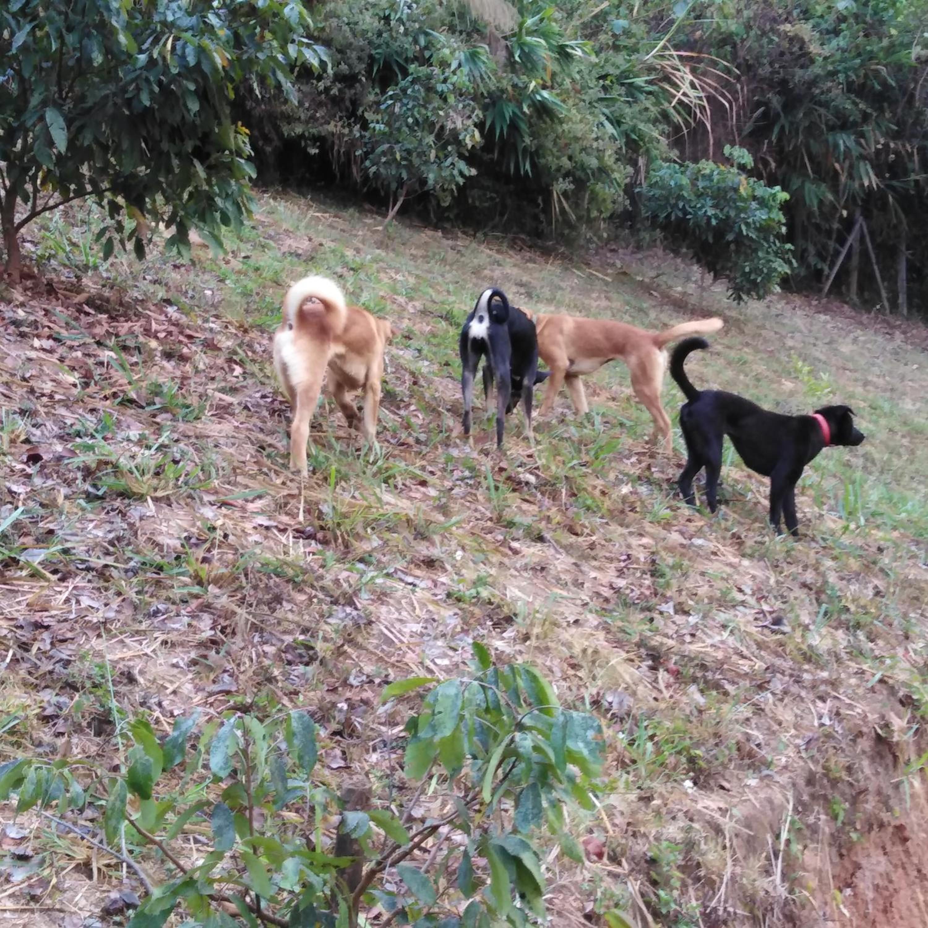 At Home Chiang Dao, Pooch Lovers