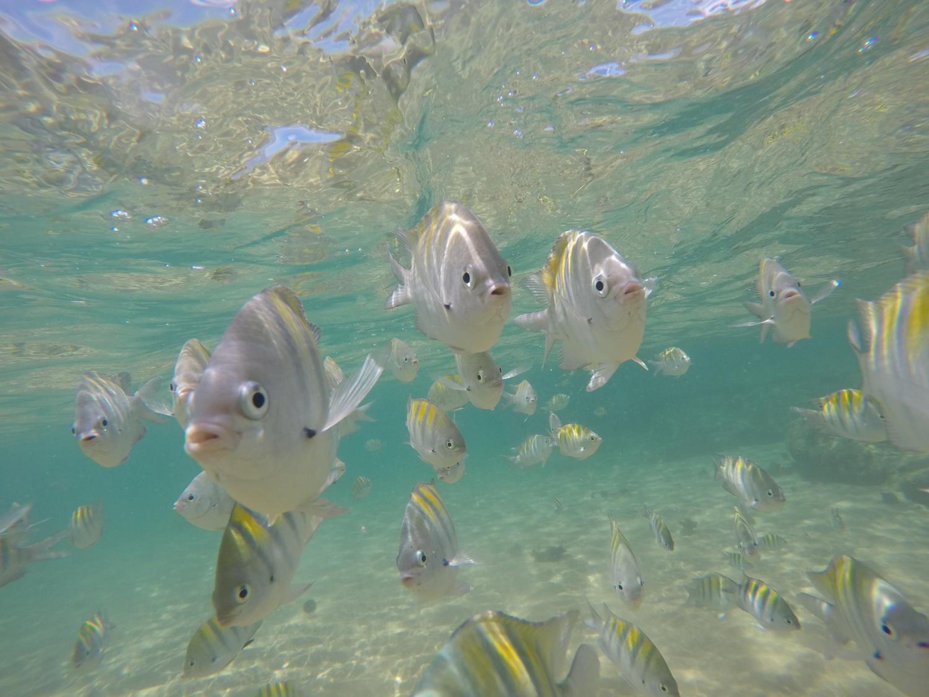 Flat Dona Flora