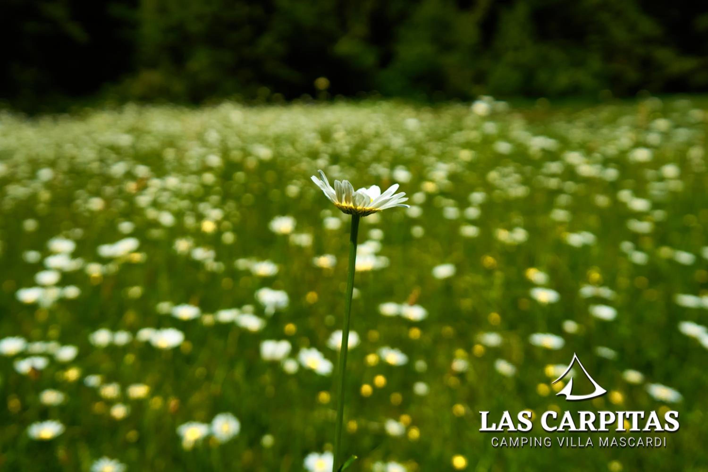 Las Carpitas