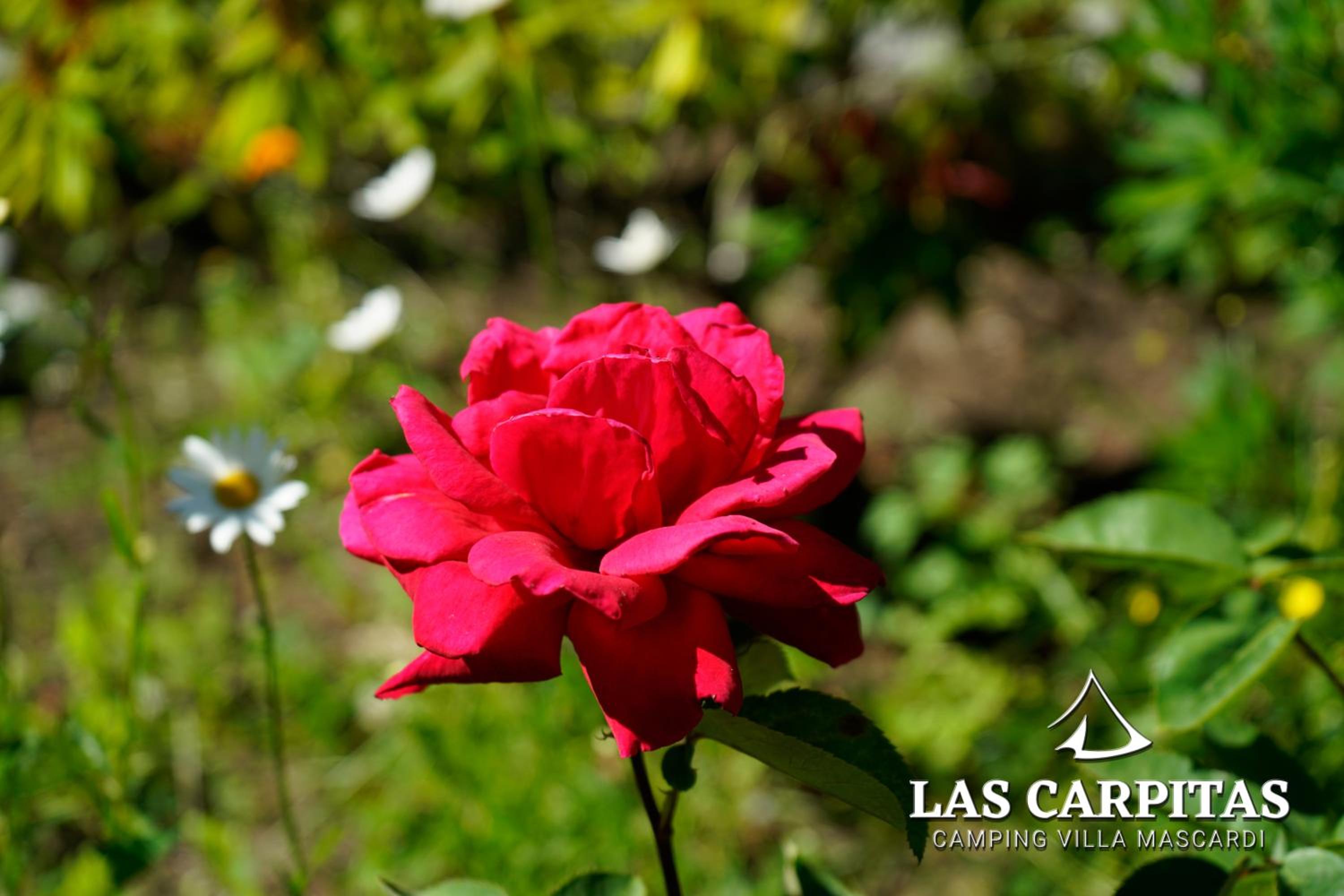 Las Carpitas