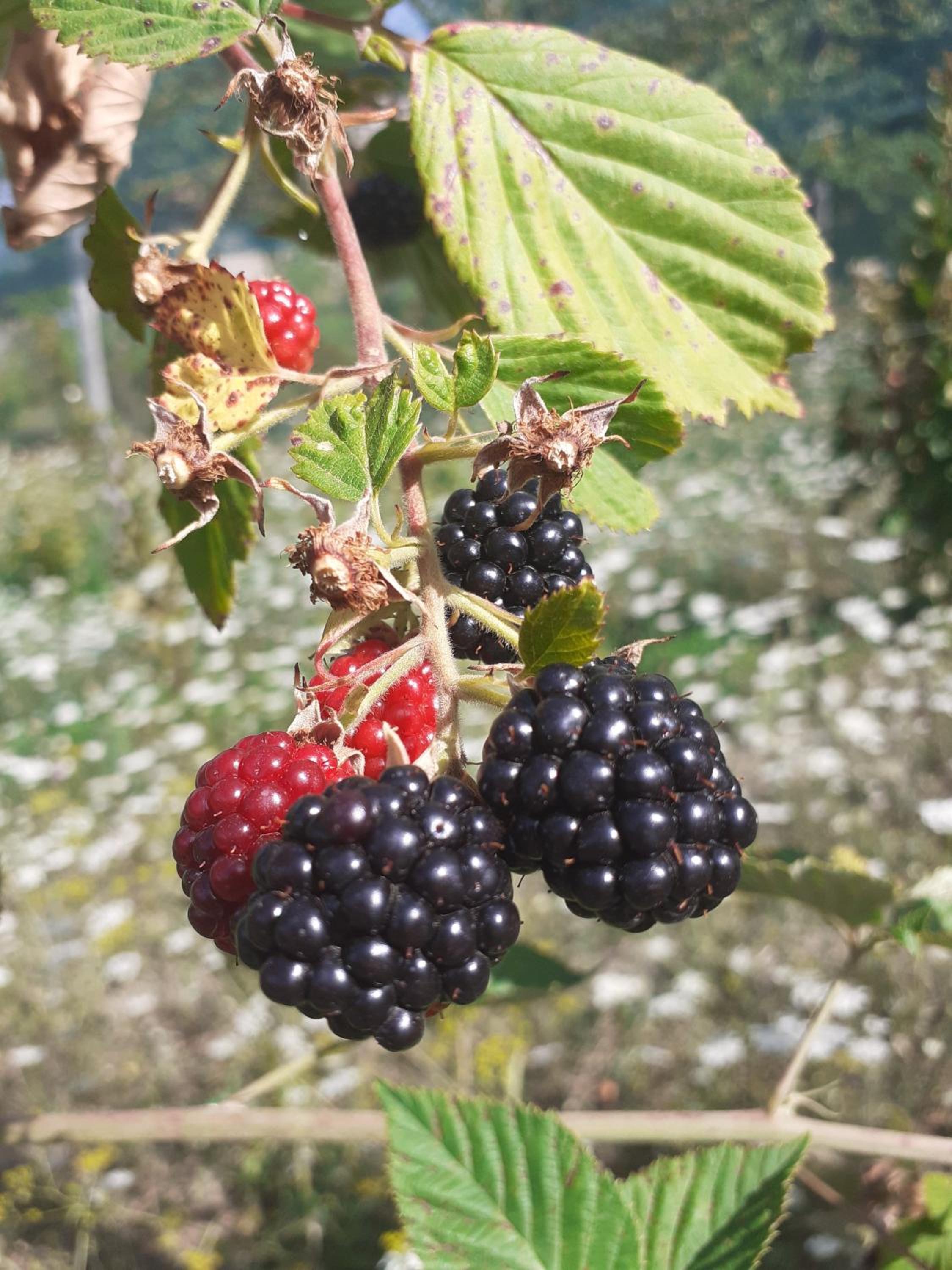 Cà Gennara Agri B&B
