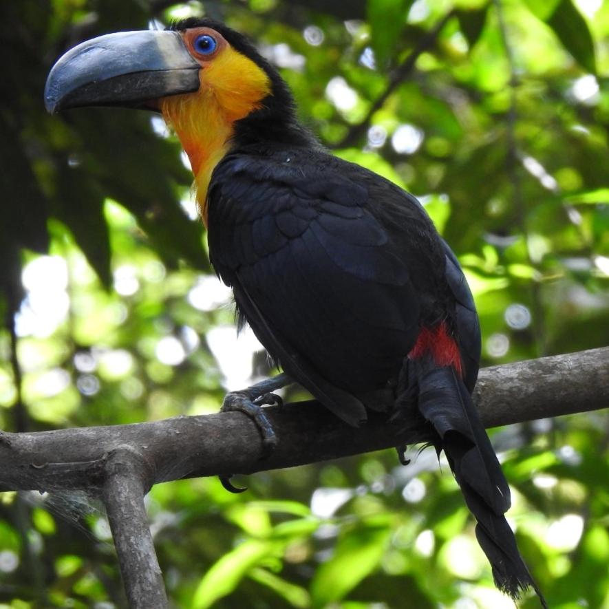 Aruá Observação de Vida Silvestre