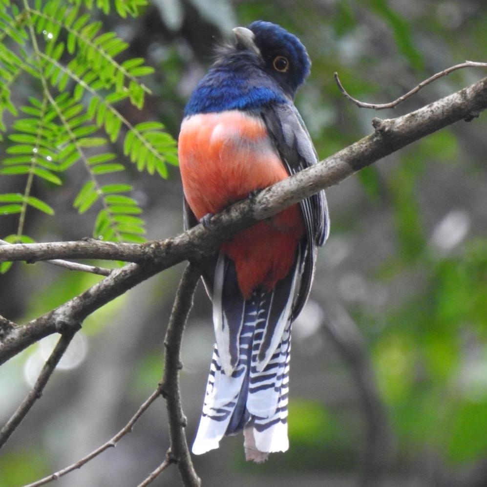 Aruá Observação de Vida Silvestre