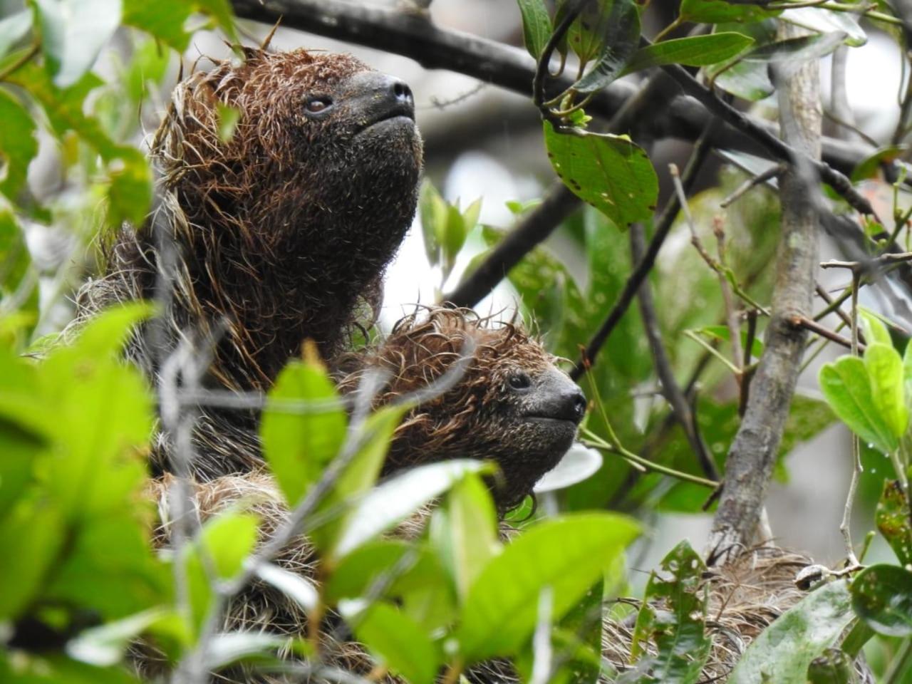 Aruá Observação de Vida Silvestre