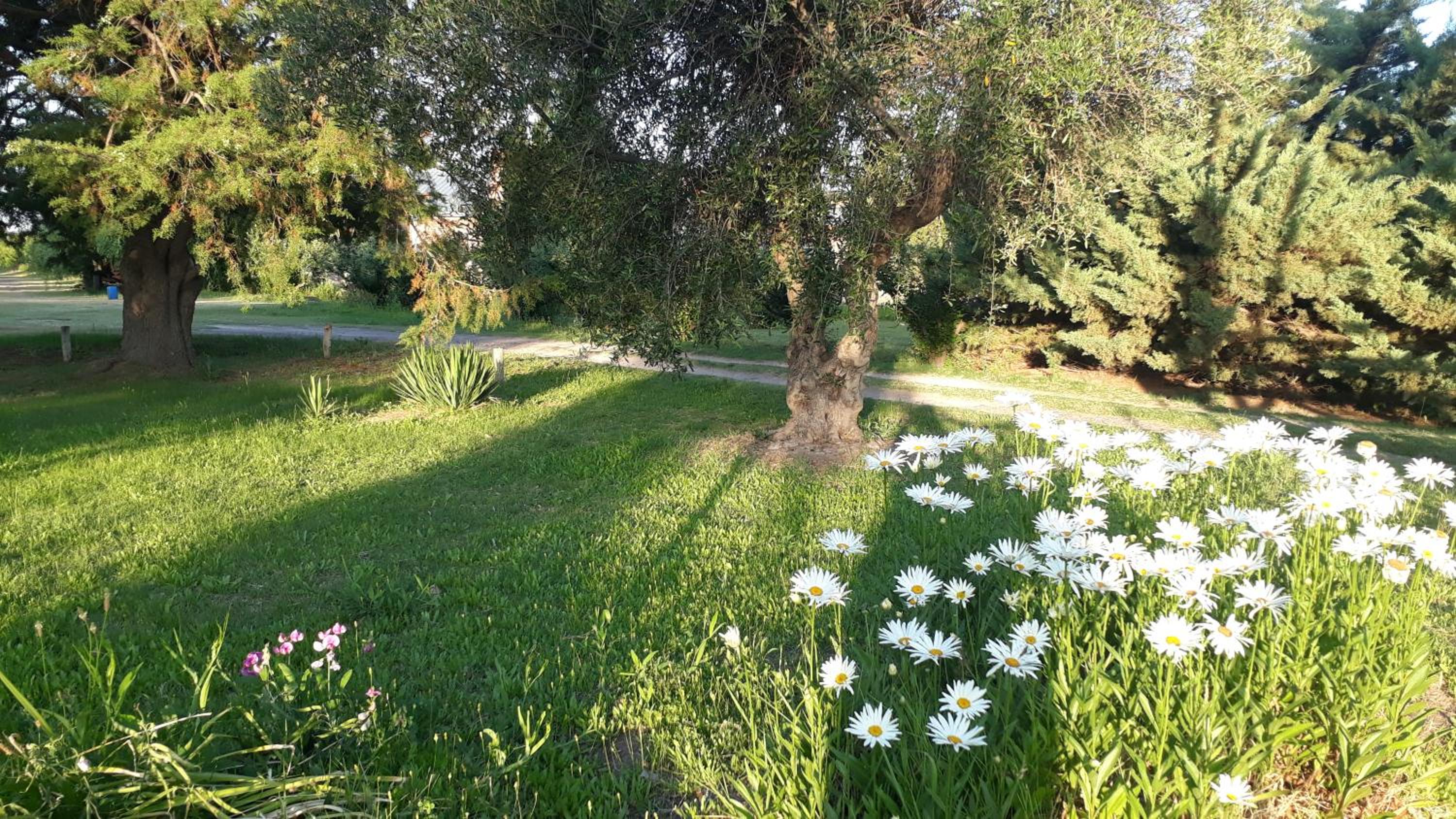 Casa de campo Las olivas