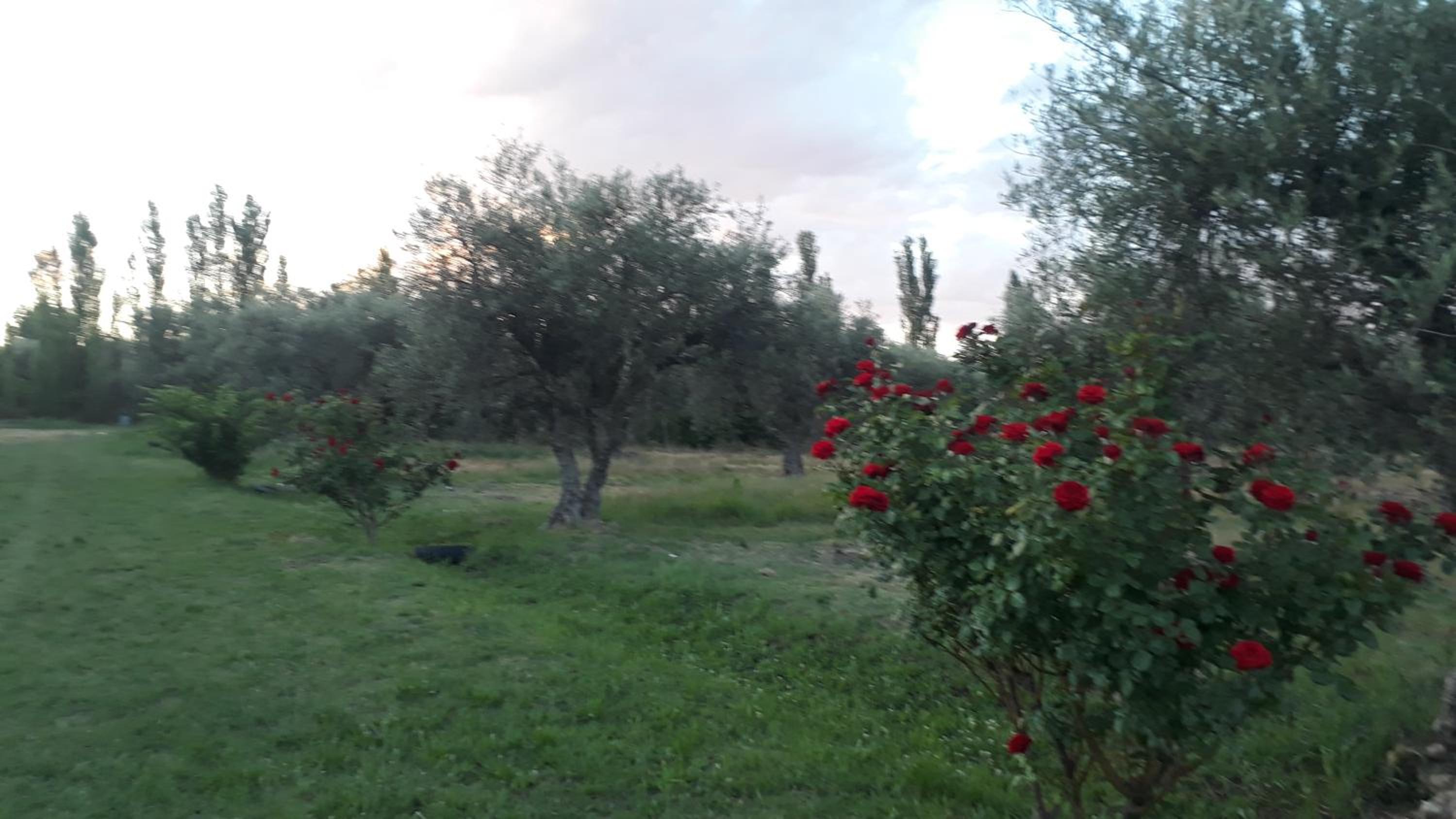 Casa de campo Las olivas