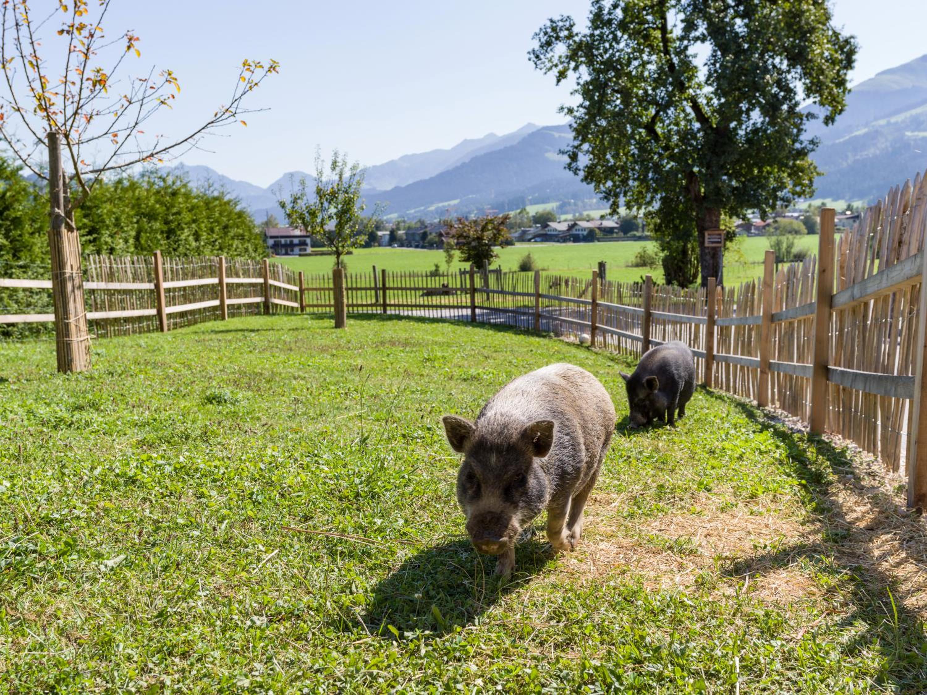 Narzenhof Wellness Chalets, Familien & Luxus Apartments am Bauernhof
