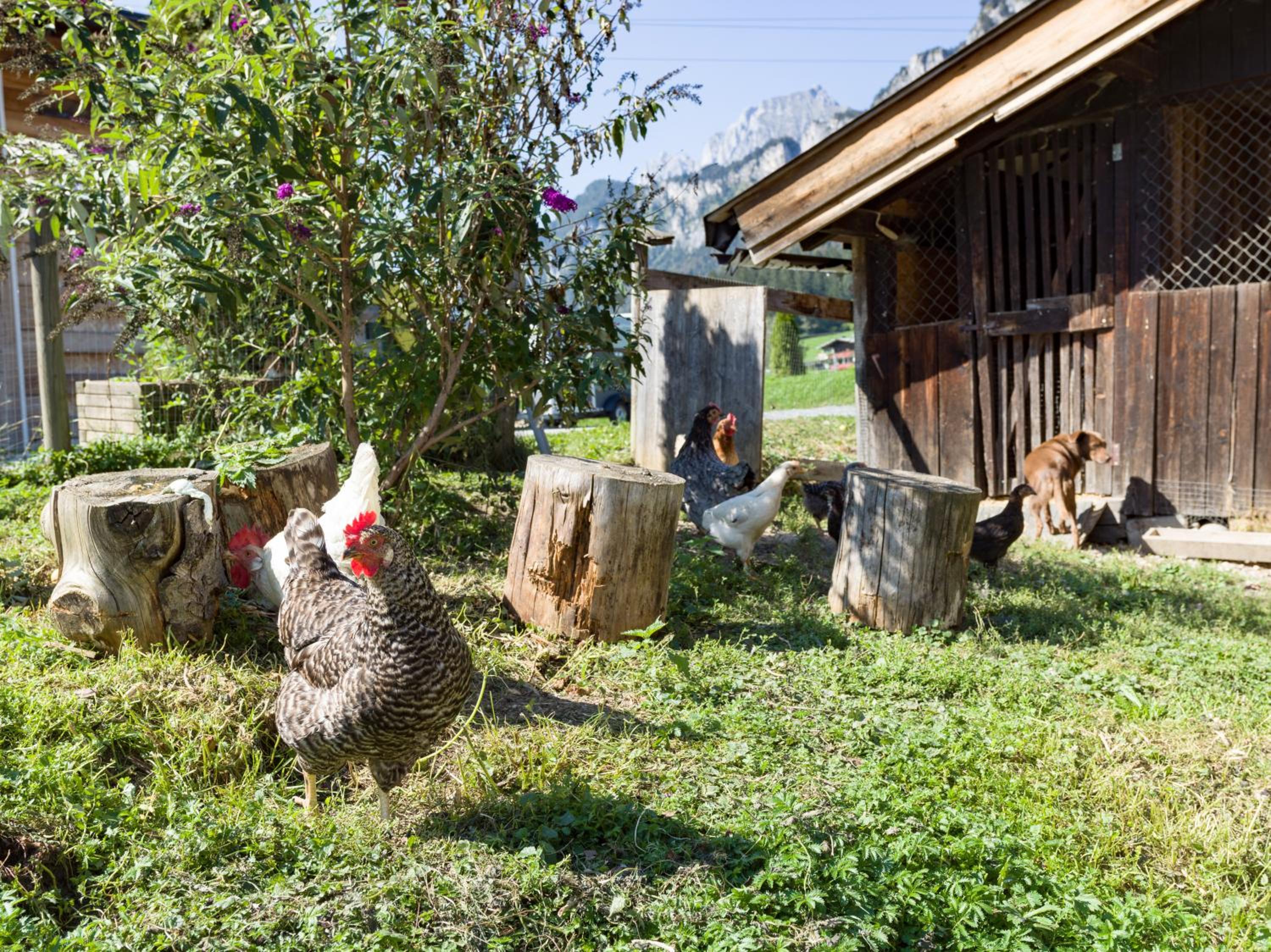 Narzenhof Wellness Chalets, Familien & Luxus Apartments am Bauernhof