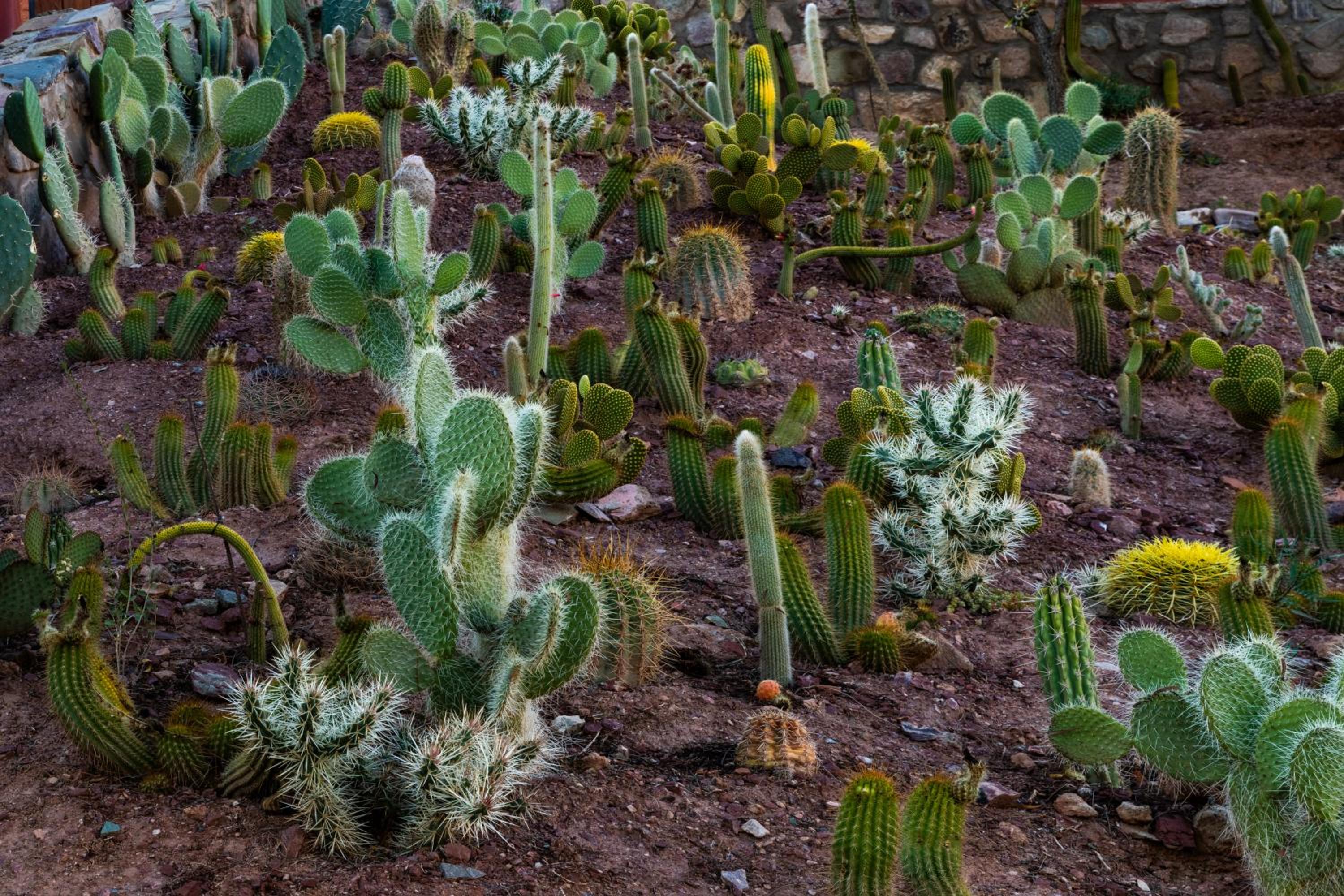 Ecohotel Posta de Purmamarca