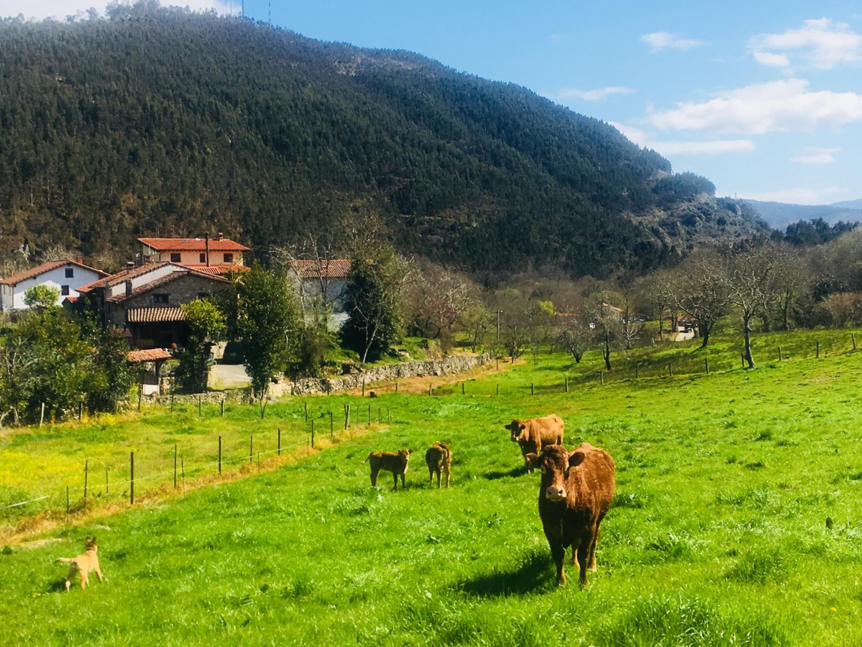 La Galayca