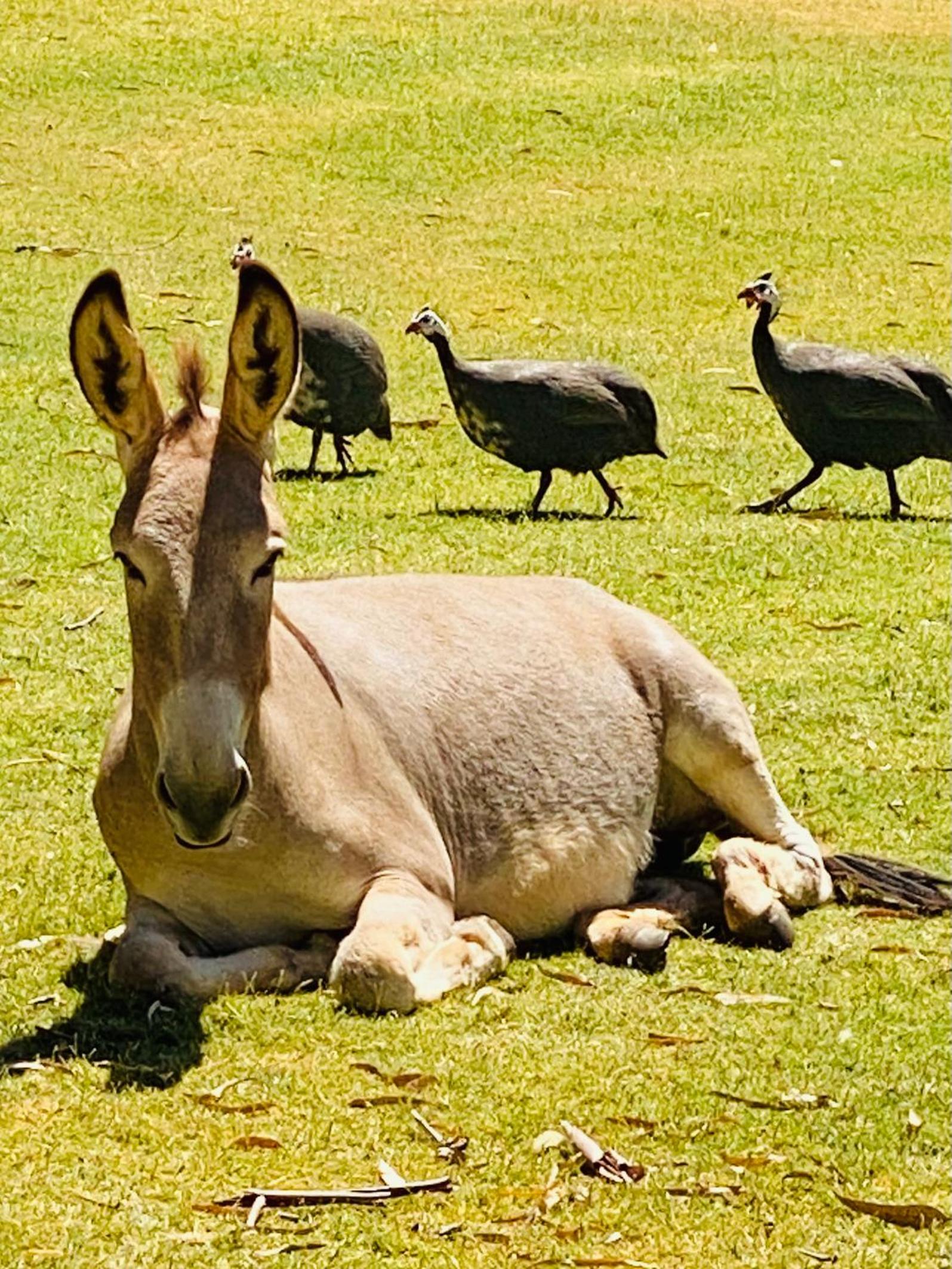 Sandalwood Downs Fabulous Farm Stay TOODYAY