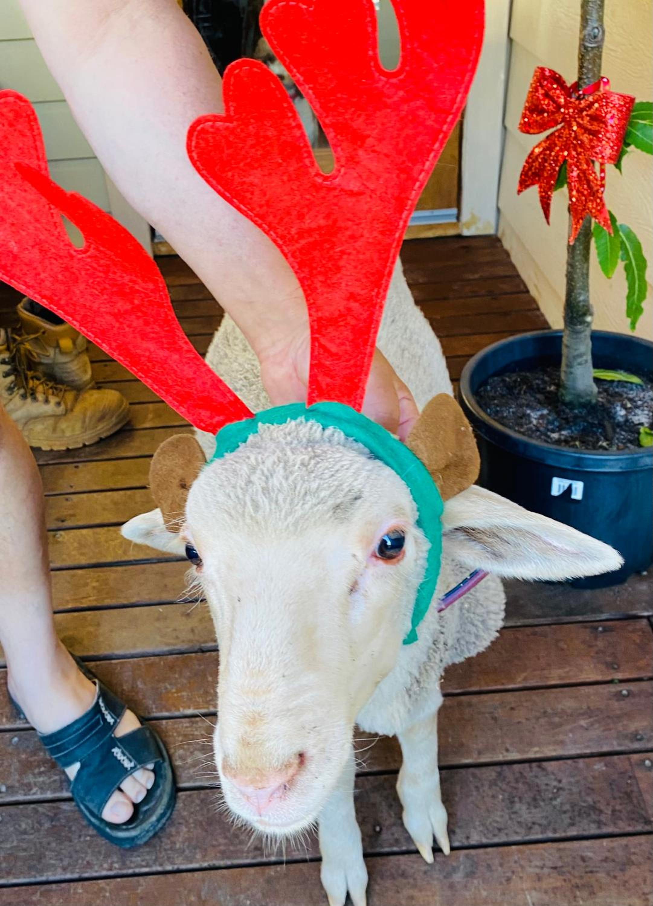 Sandalwood Downs Fabulous Farm Stay TOODYAY