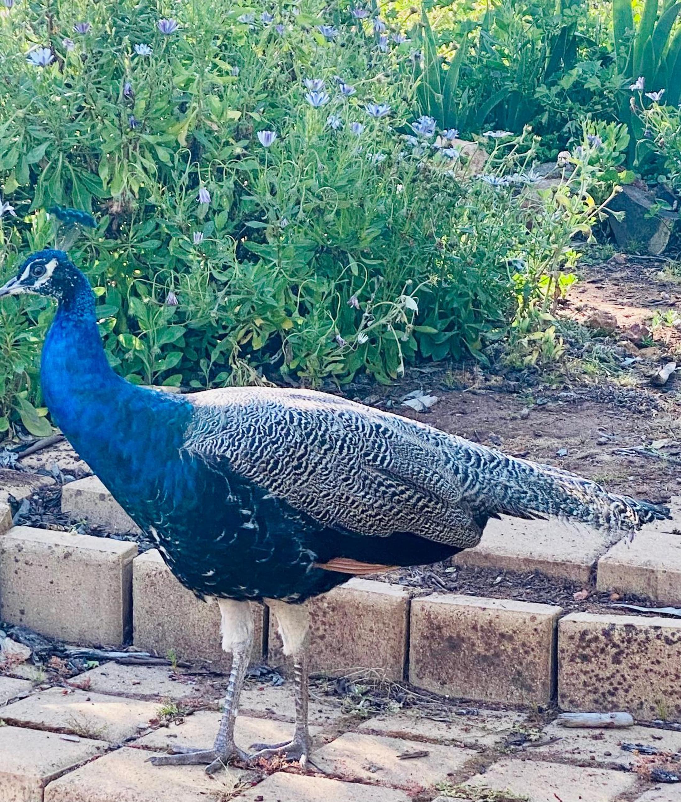 Sandalwood Downs Fabulous Farm Stay TOODYAY