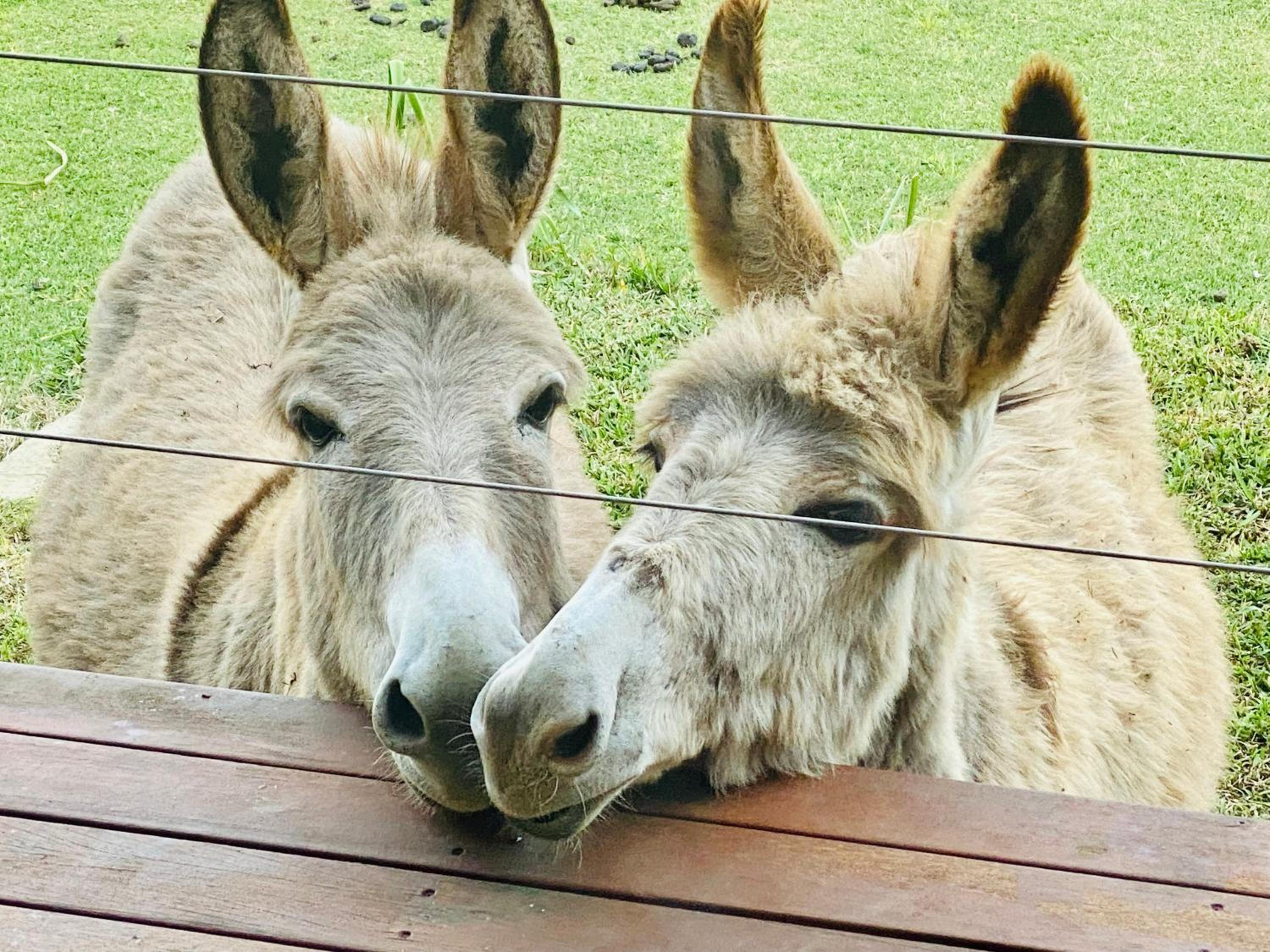 Sandalwood Downs Fabulous Farm Stay TOODYAY