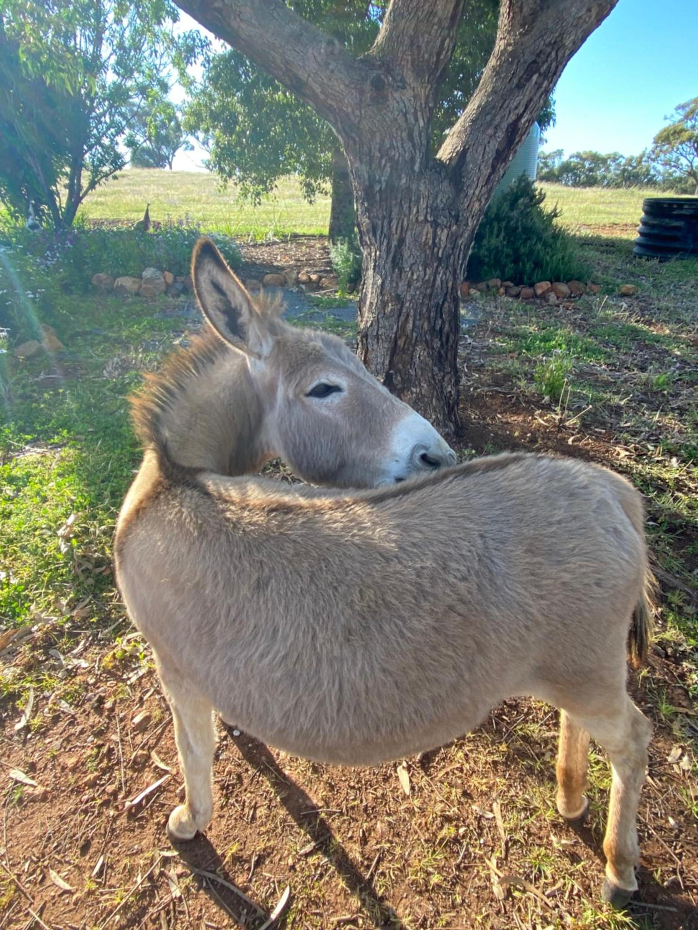 Sandalwood Downs Fabulous Farm Stay TOODYAY