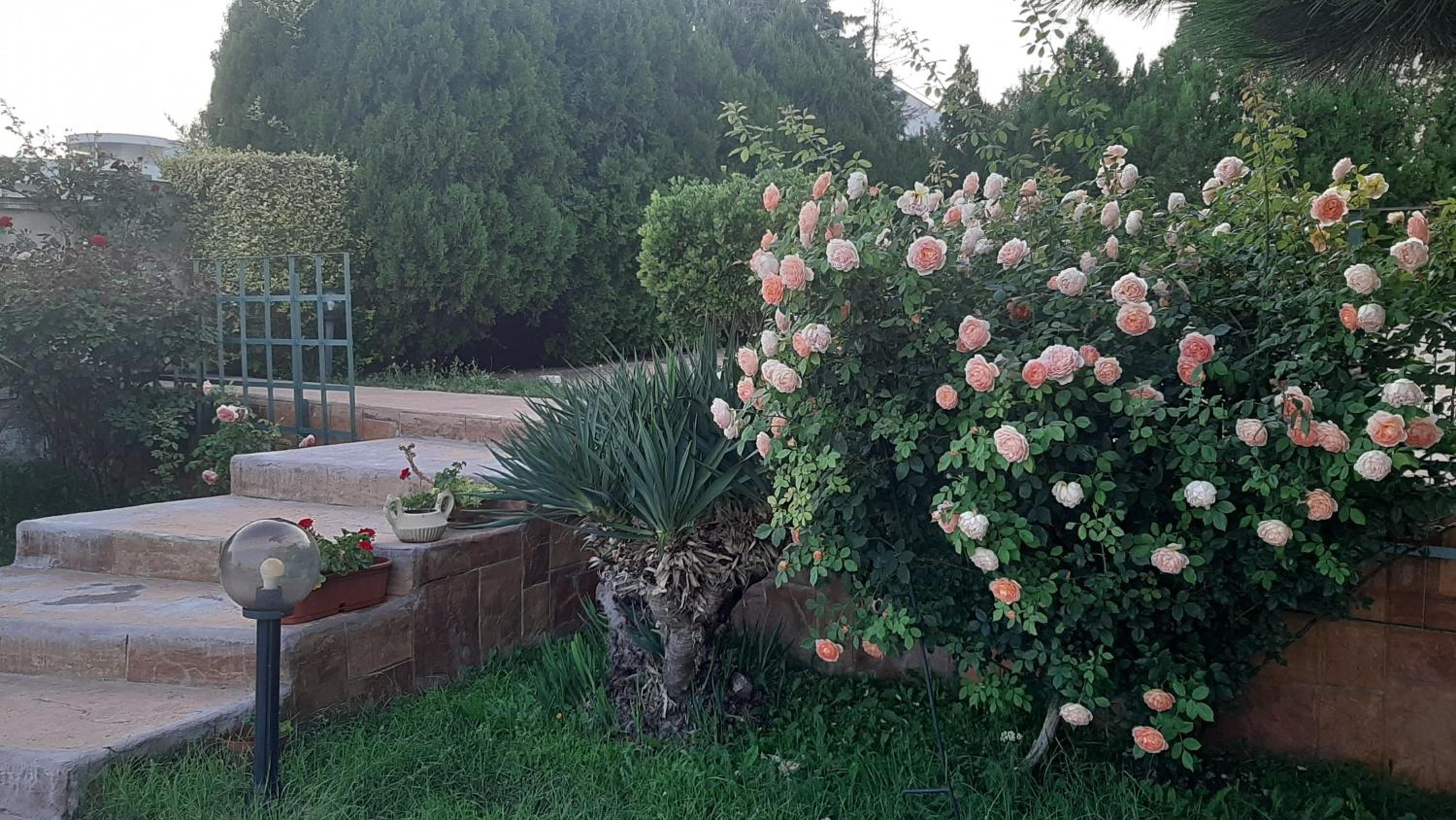Villa Byala Grape House