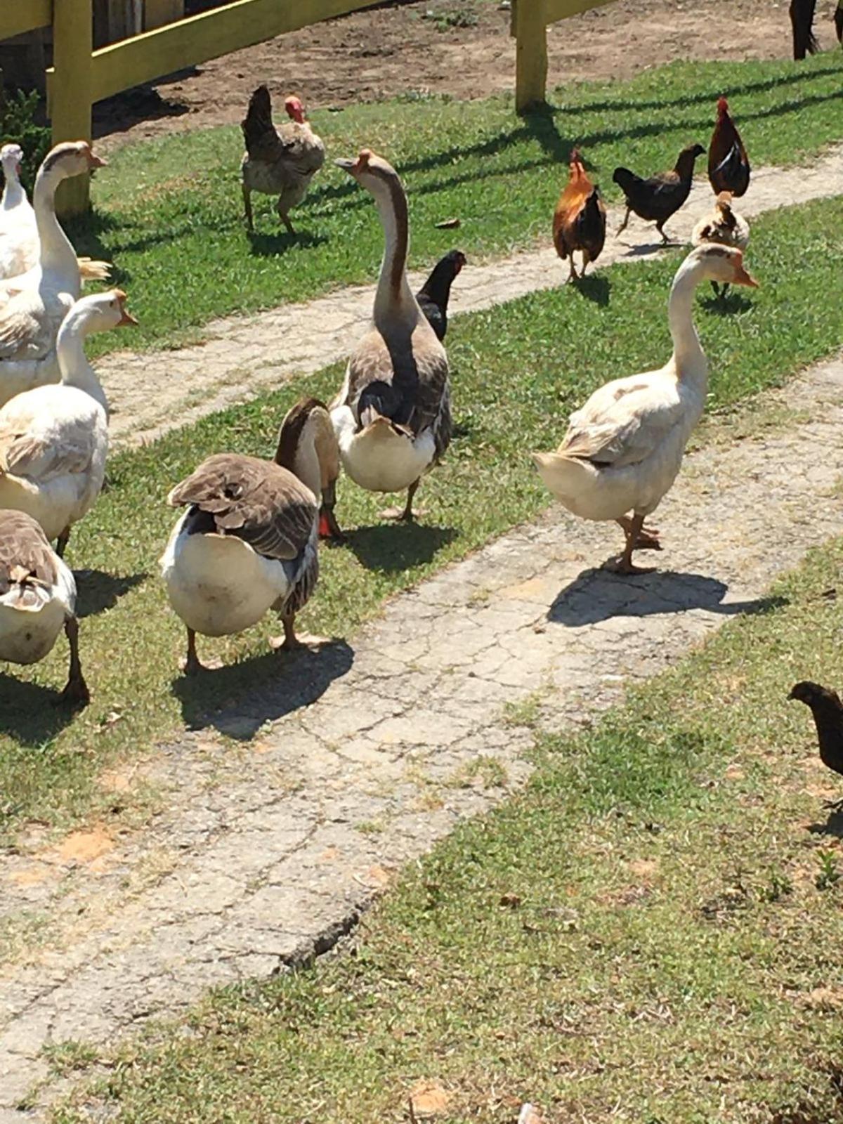 POUSADA PE NA TERRA EM GUARAREMA