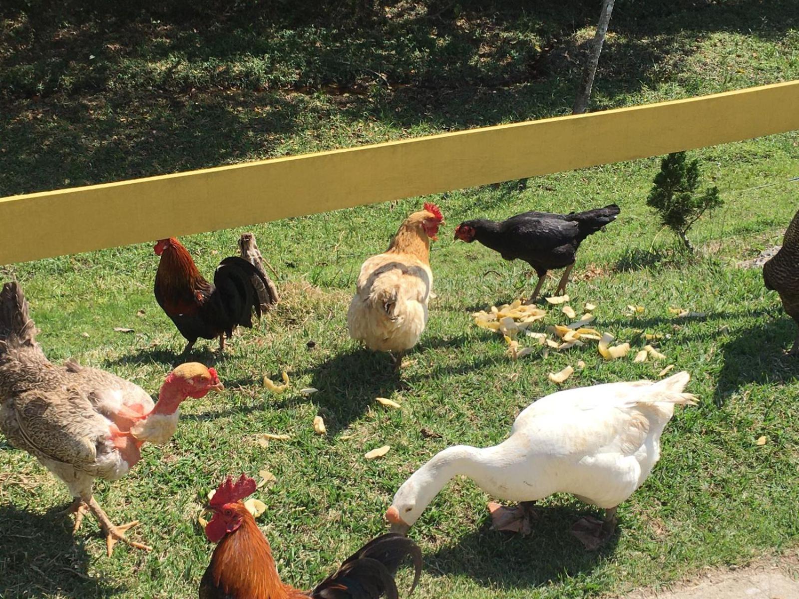 POUSADA PE NA TERRA EM GUARAREMA