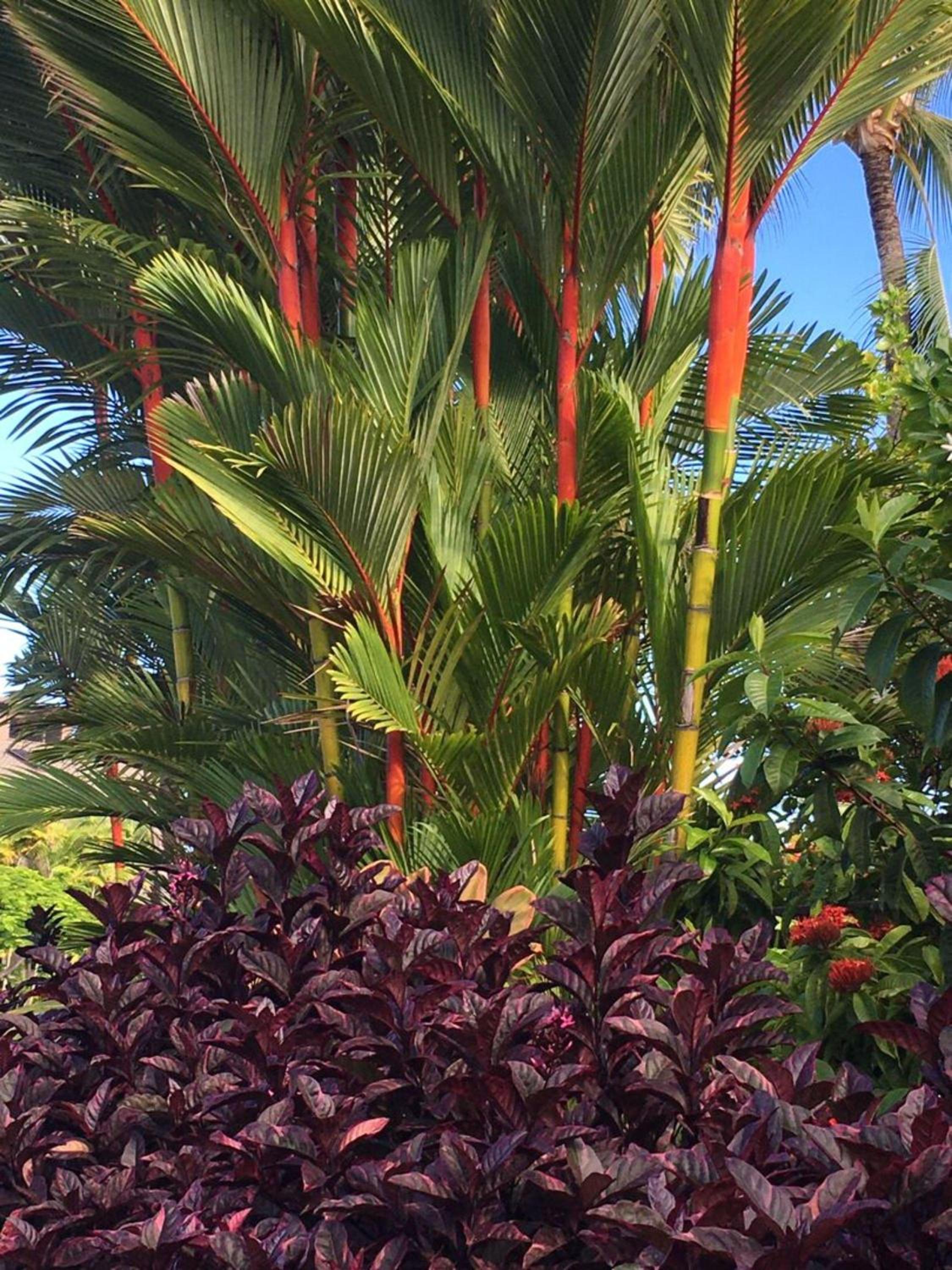 Spacious & Inviting Kanaloa #3503 by Casago Kona - Come Play view 5