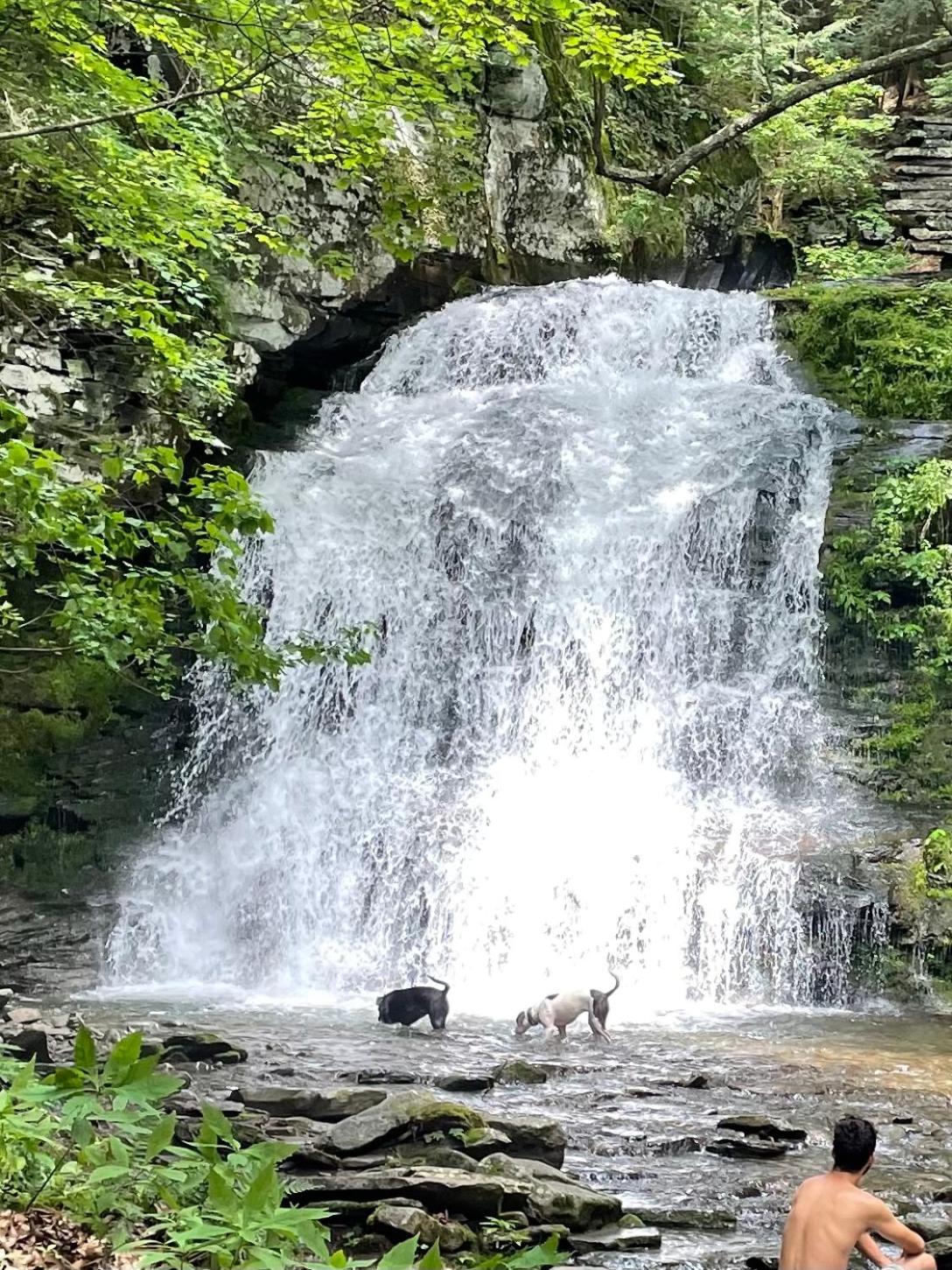 Roscoe Cabin Pet friendly view 5