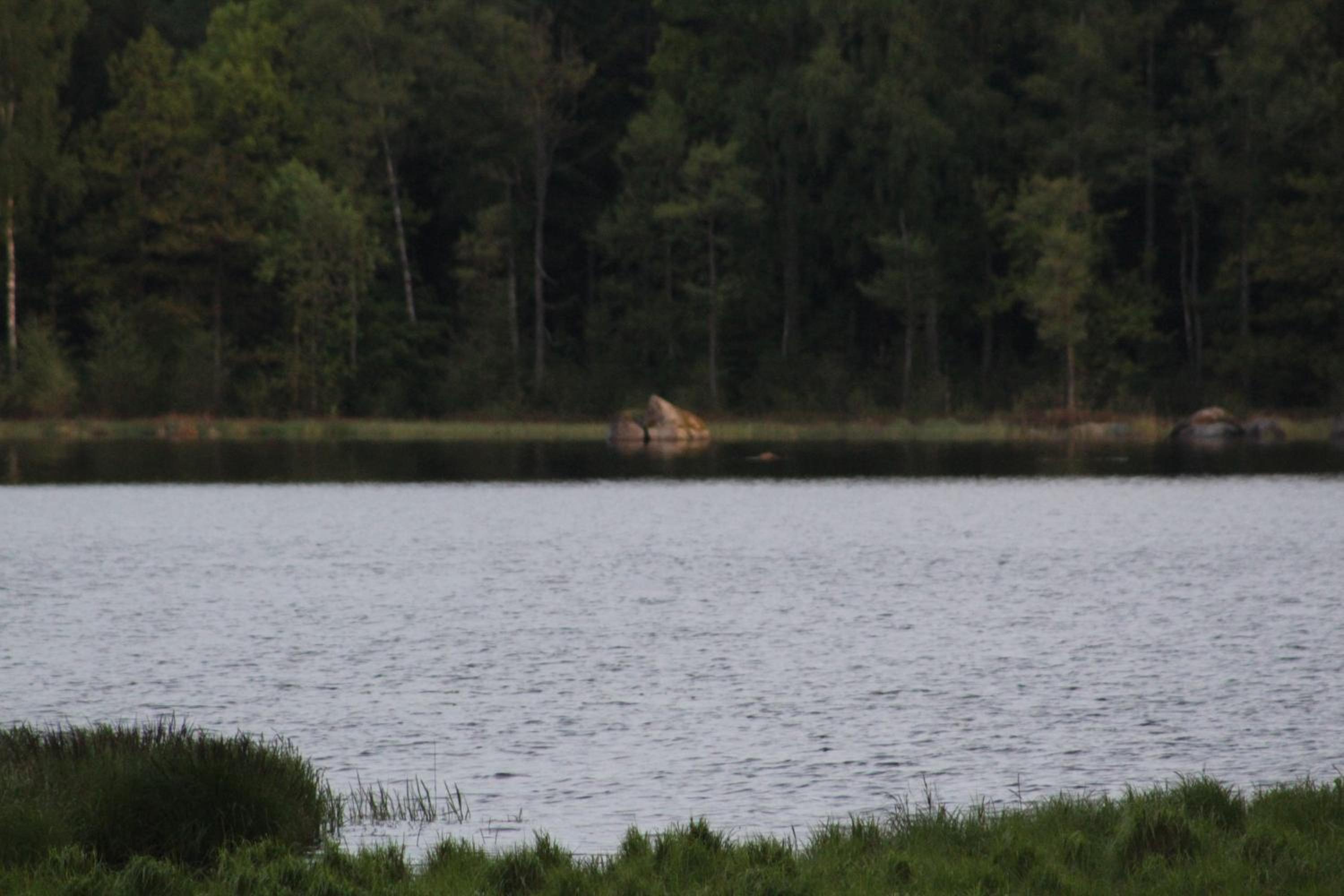 Photo 42
