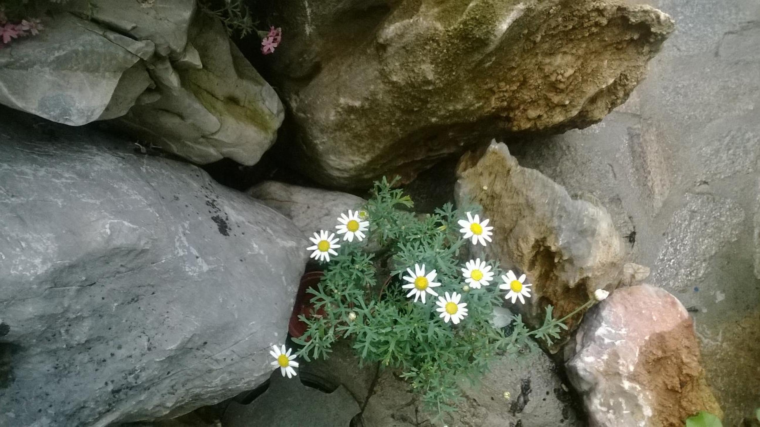 House of Flowers
