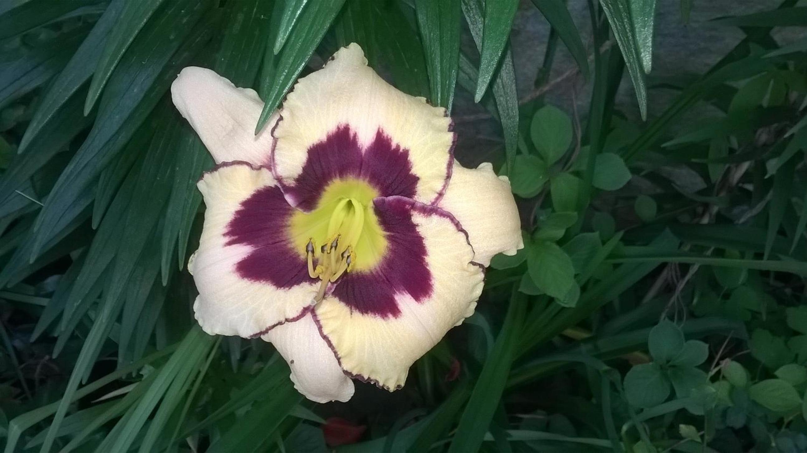 House of Flowers