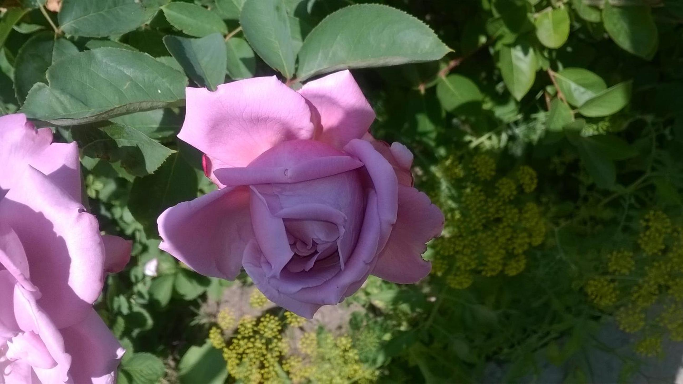 House of Flowers