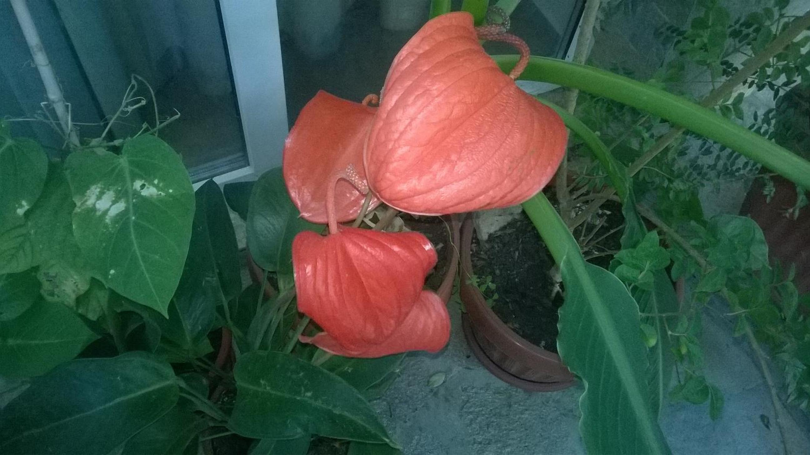House of Flowers