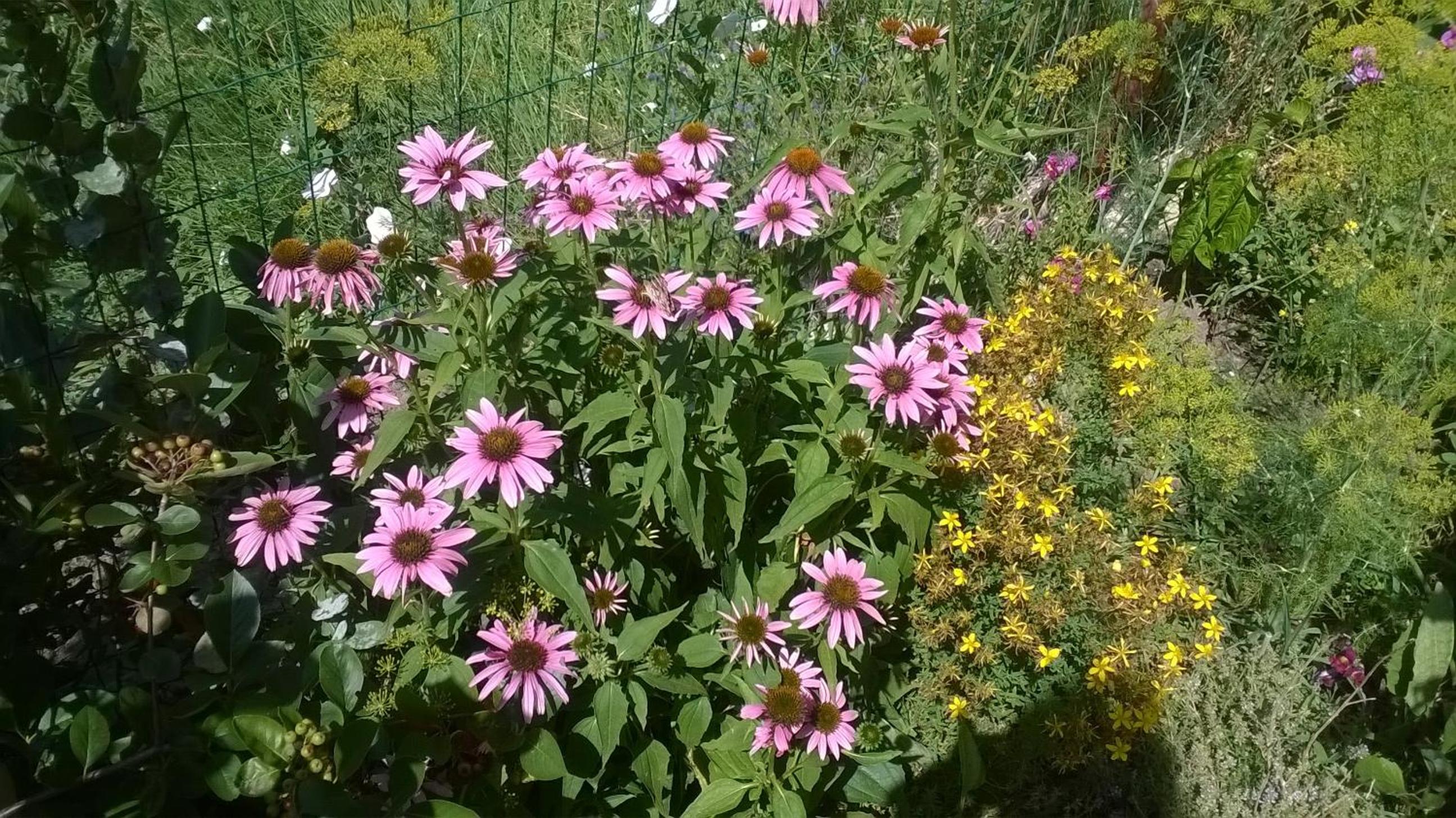 House of Flowers