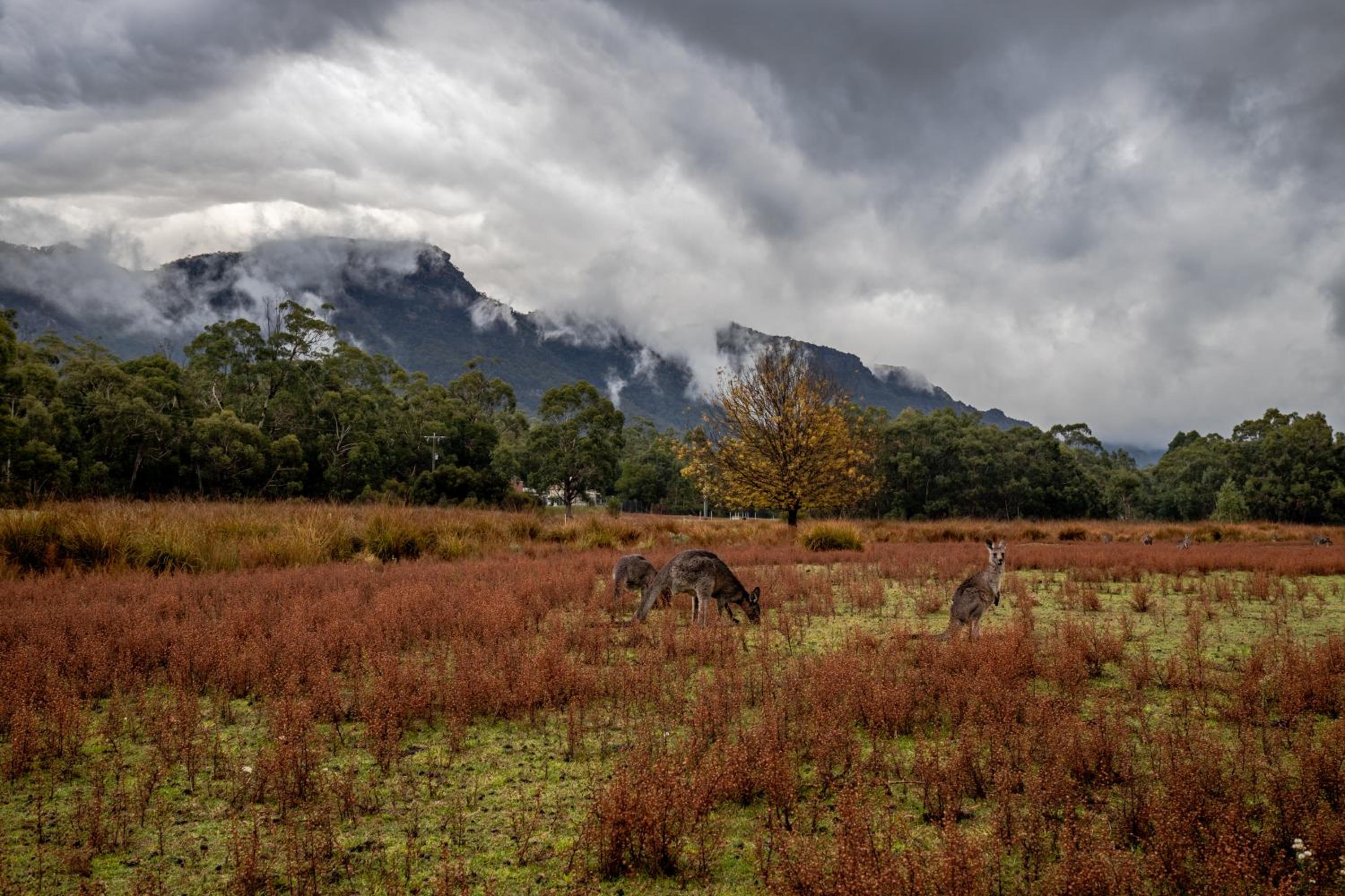 Halls Gap Lakeside Tourist Park
