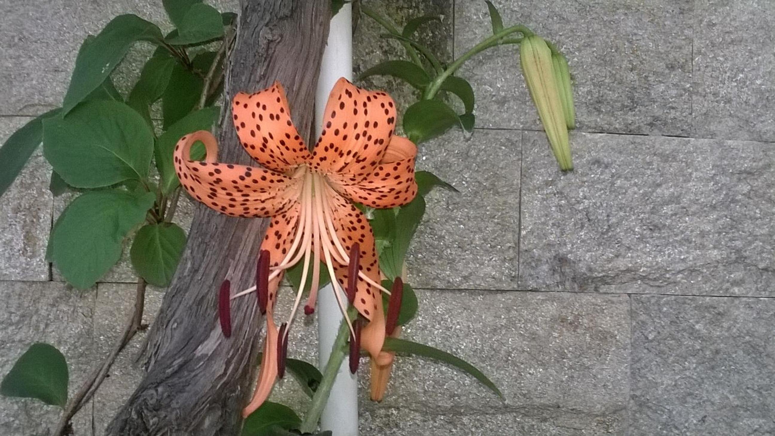 House of Flowers