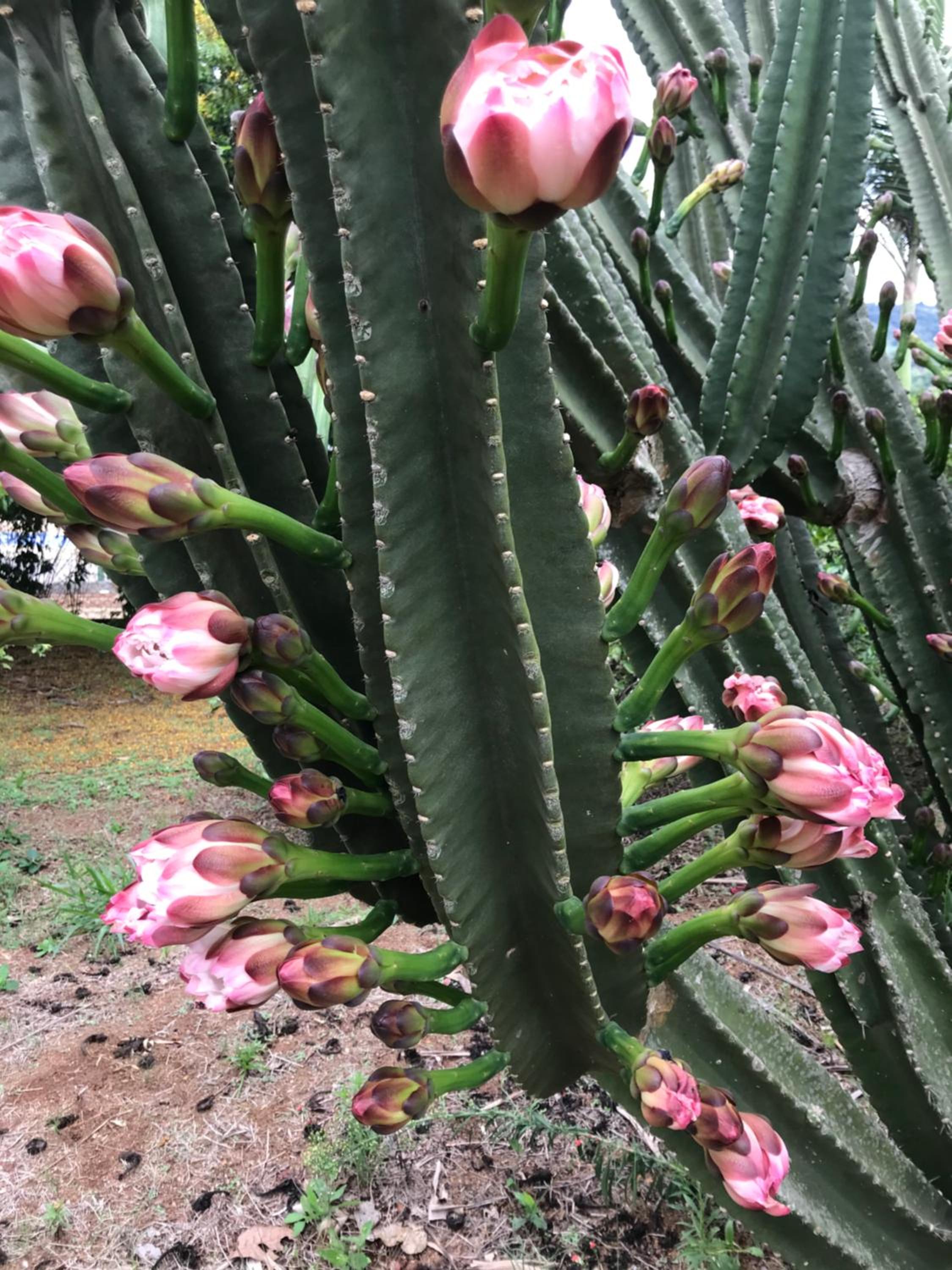 Cantinho do Paraíso