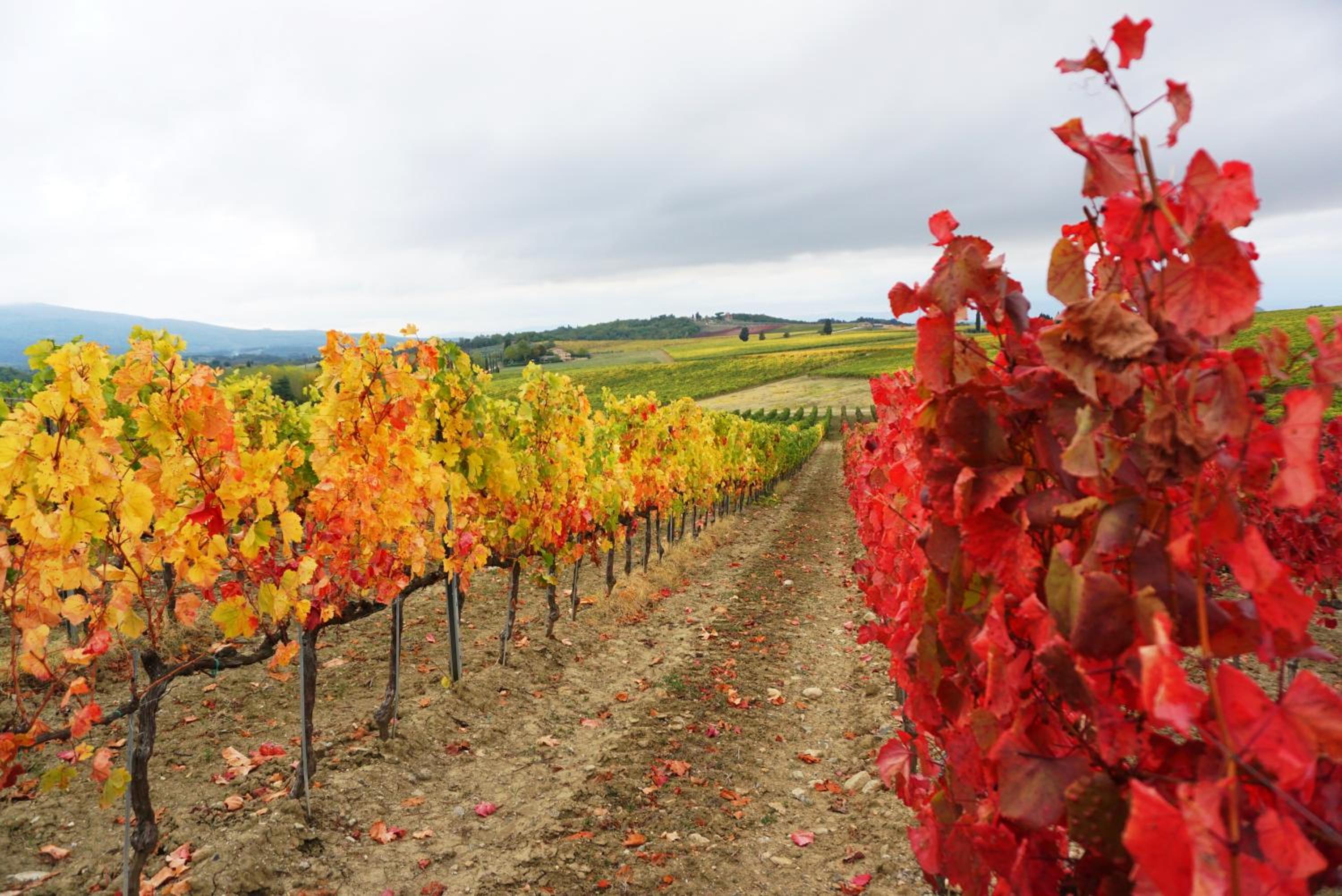 Fattoria Lornano Winery