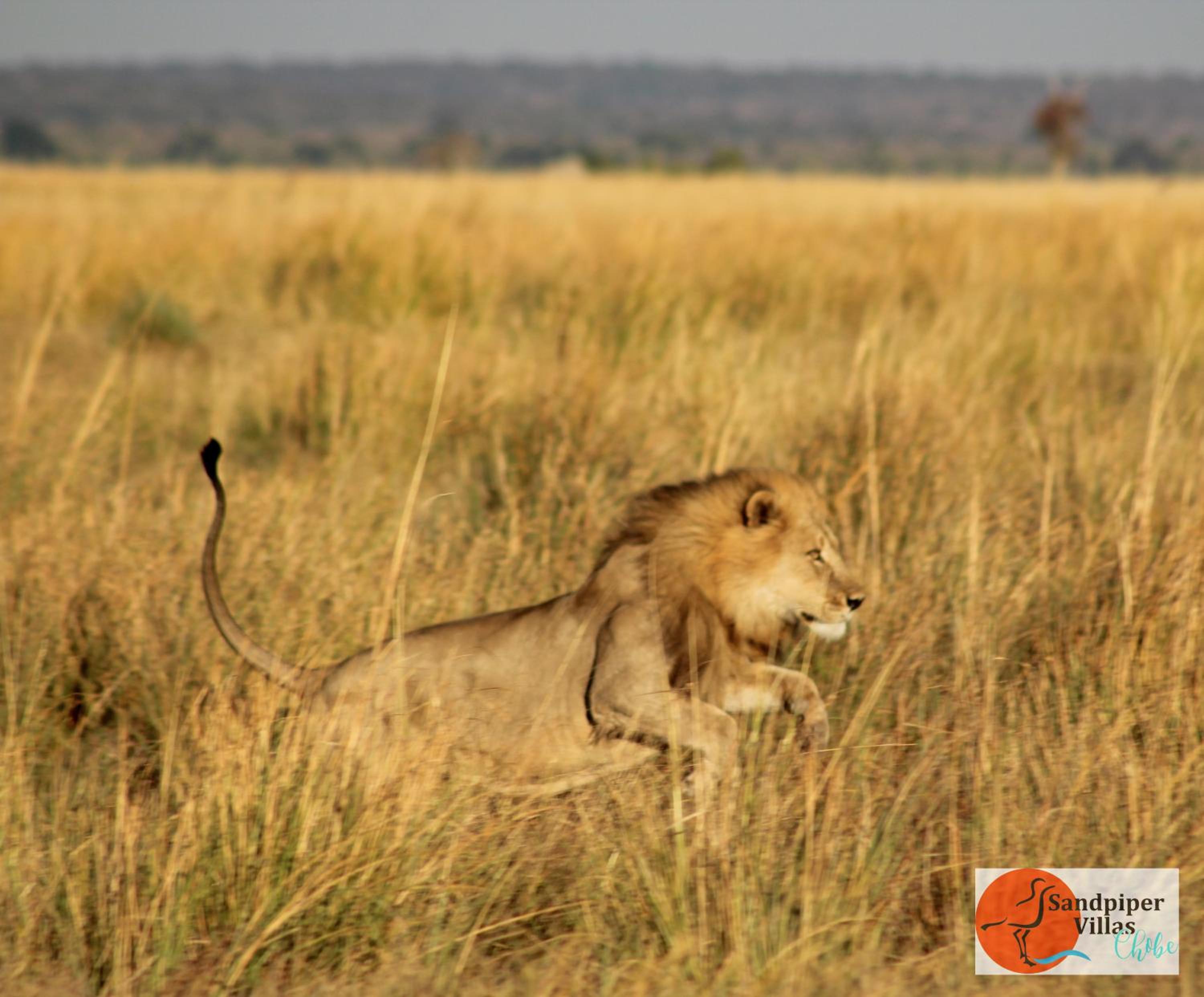 Sandpiper Villas Chobe view 5