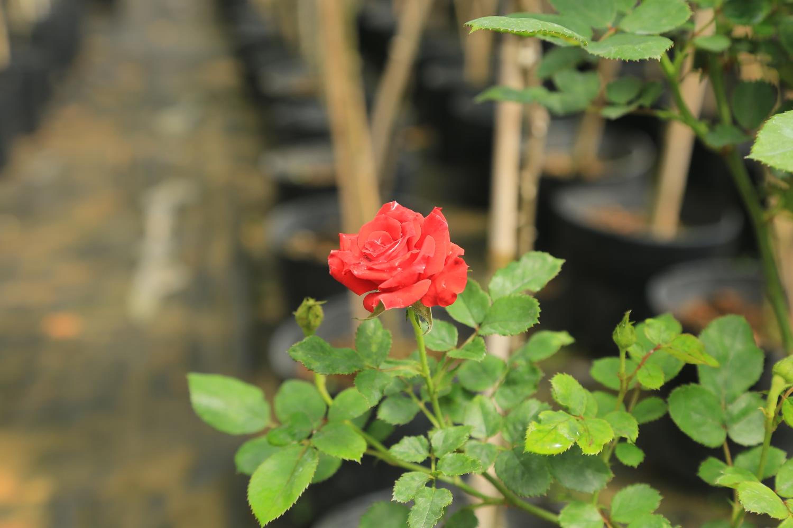 Photo 20
