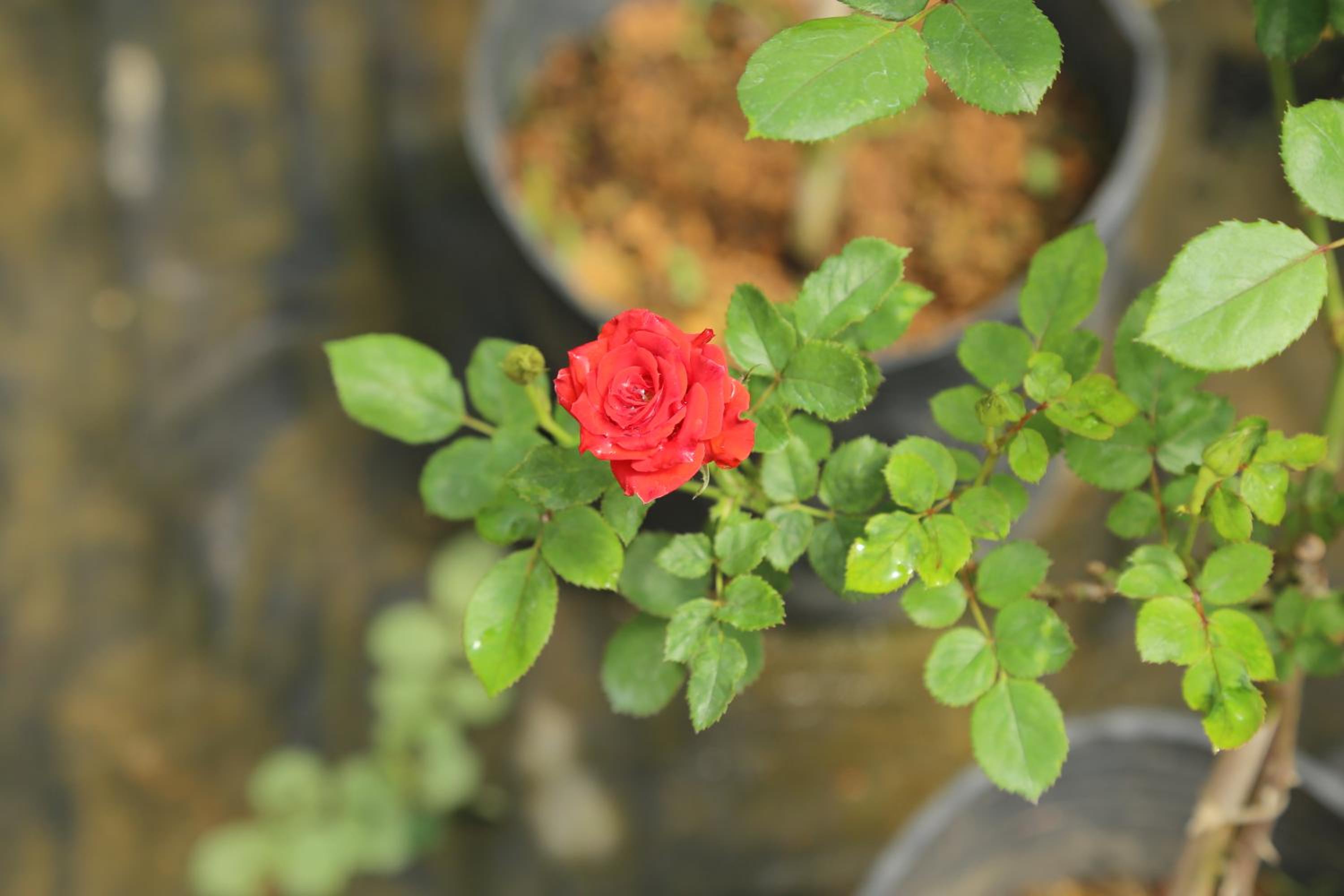 Photo 21