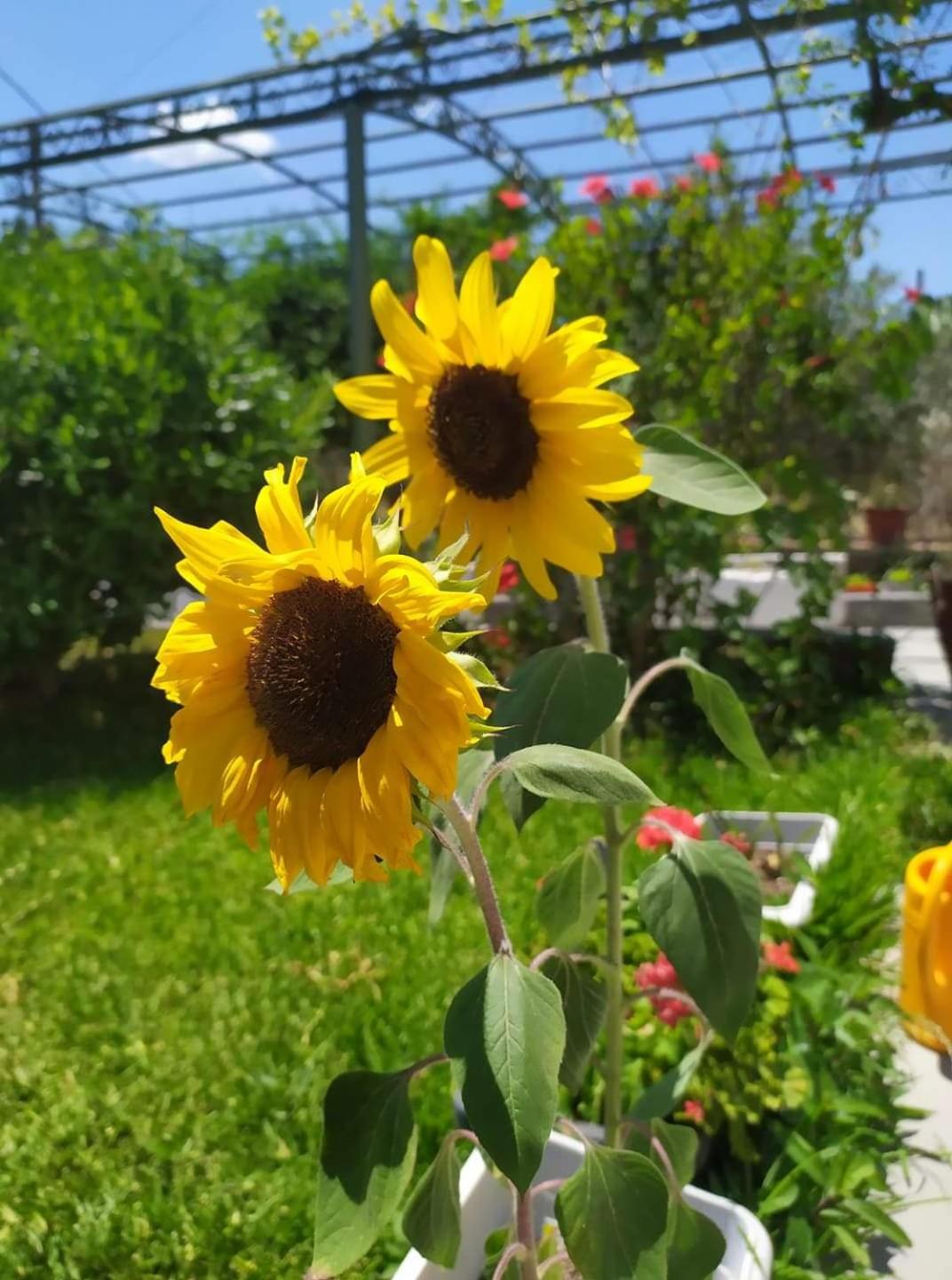 garden