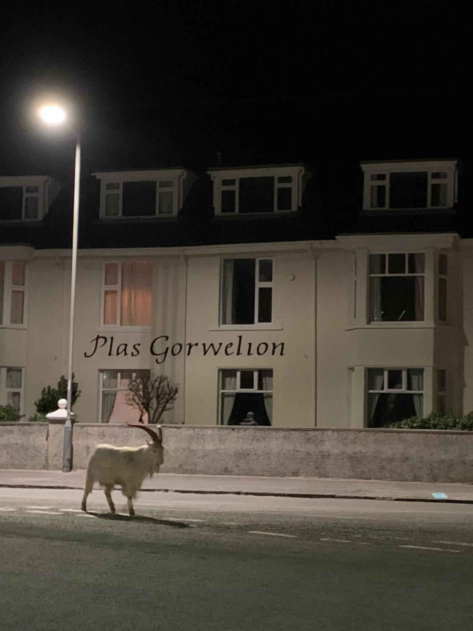 Plas Gorwelion guest house - Adult only view 3