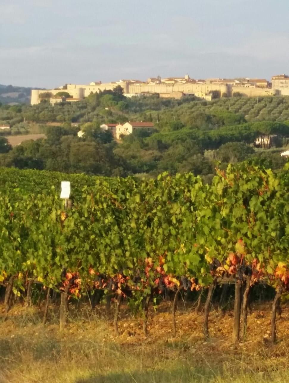 Artemisia negli ulivi b&b view 2