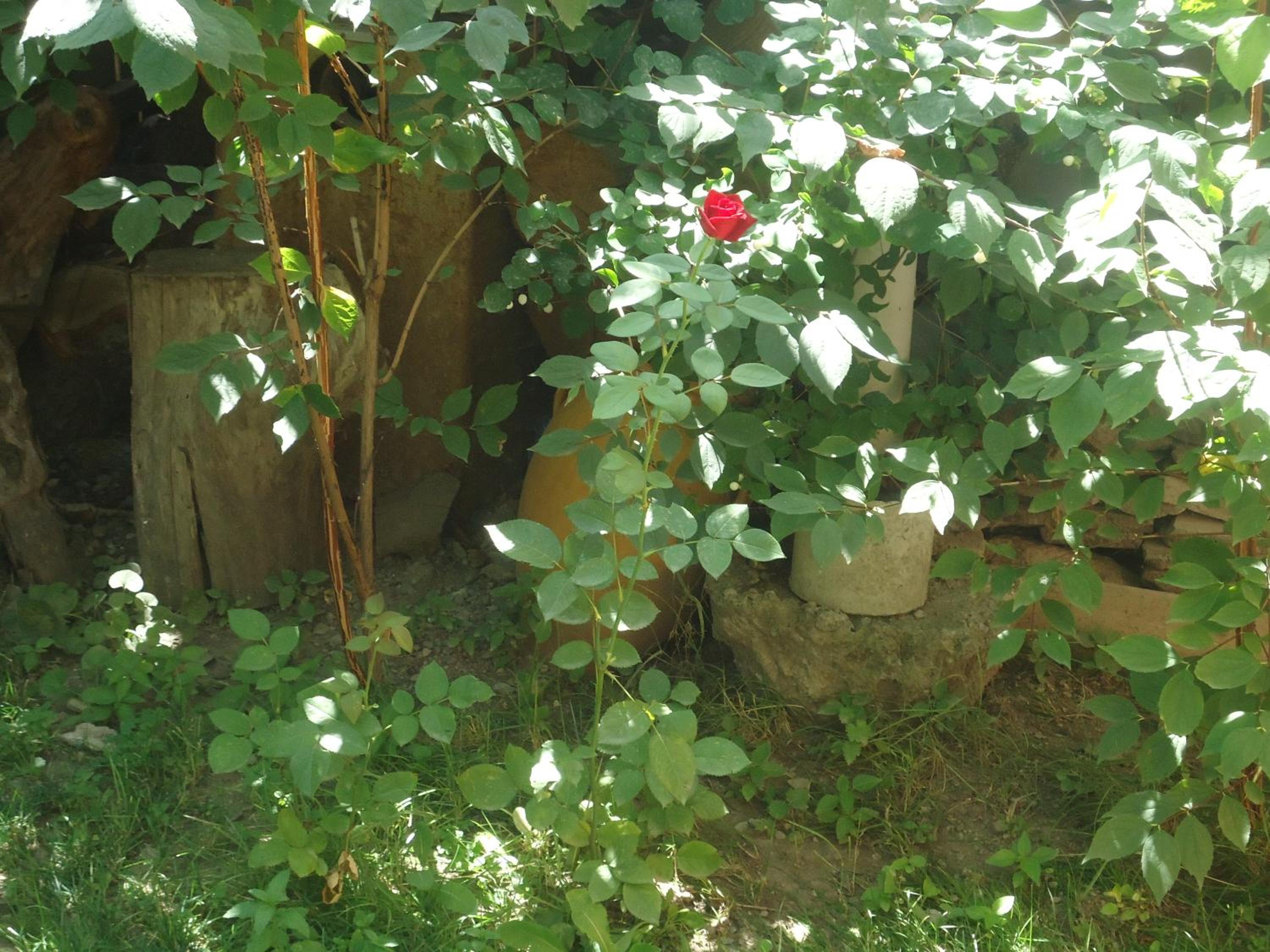 Photo 16